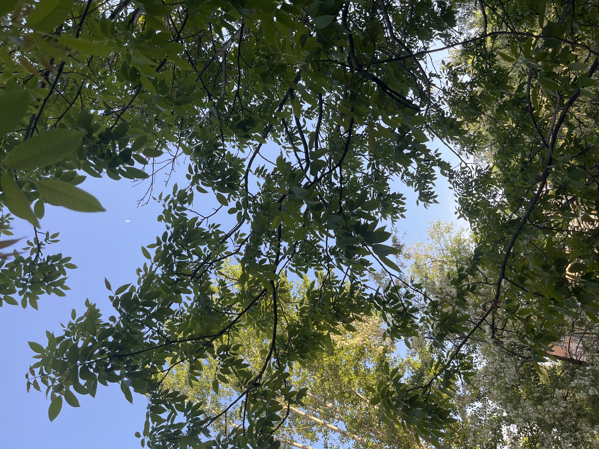 The image presents an upward view through tree foliage toward a clear blue sky. The leaves are predominantly green. A crescent moon is visible in the upper-left quadrant of the sky. The location is unidentifiable as Kryvyi Rih.