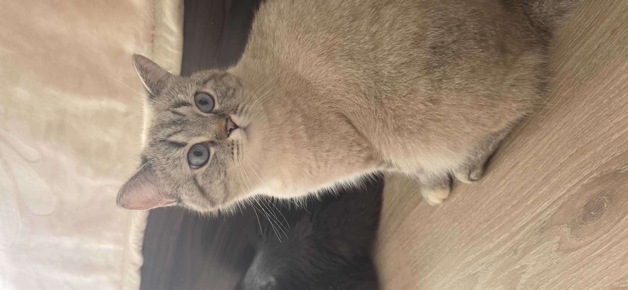 A close-up, eye-level, vertical shot captures a light brown and gray cat with striking blue eyes sitting on a light wood floor. The cat is positioned slightly off-center to the right, facing towards the viewer's left with its head tilted. Its fur is short and dense, with darker tabby markings on its forehead and around its eyes. The background is out of focus, showing a dark mass on the left, possibly another animal, and a blurred, textured surface in a light beige color on the top right. The lighting appears natural and soft, coming from the front and slightly to the left, highlighting the cat's facial features and fur texture. There is no indication of the city of Sumgayit, Azerbaijan, or any specific environmental or human context.