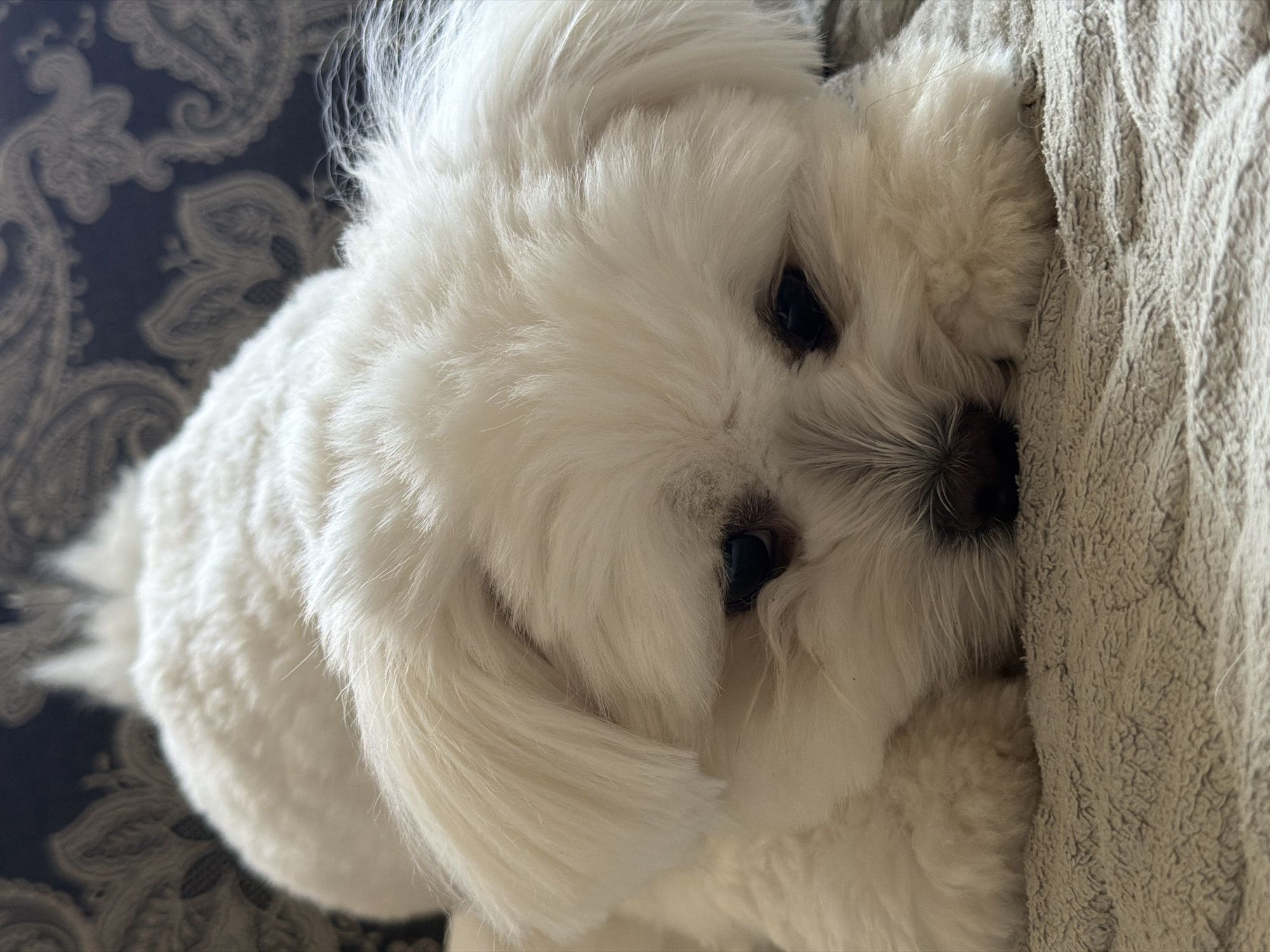 The image shows a close-up of a small white dog, likely a Maltese or a similar breed, resting on a textured, light brown blanket or bed. The dog's fur is fluffy and appears recently groomed. Its eyes are dark and partially closed, giving it a sleepy or contented expression. The dog's head is resting on its paws, which are partially obscured by its fur. In the background, a dark blue patterned fabric is visible. The lighting suggests an indoor setting. There is no discernible connection to the city of Astana, Kazakhstan, in the provided image.