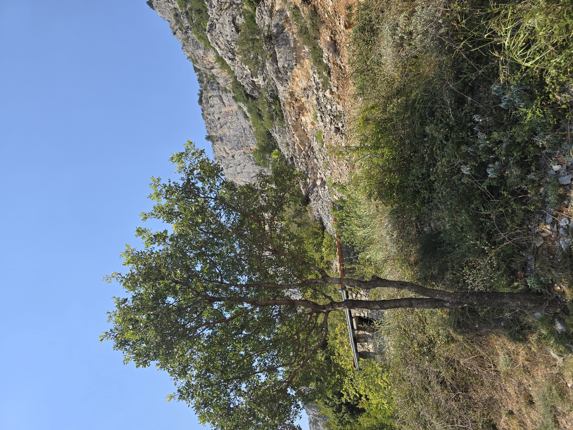 This is a photograph of a hillside landscape under a clear blue sky. In the foreground, a leafy tree stands on the left side of the frame, its trunk split into two. Behind the tree, to the right, a small stone structure with a red tiled roof is partially visible, nestled among dense green foliage and tall grasses. The middle ground features more vegetation and rocky terrain. The background is dominated by a steep, rocky mountain slope with sparse greenery. The scene suggests a rural or natural setting. The specific location in Podgorica, Montenegro, is not identifiable from the visual information provided. There are no people or animals present in the image.
