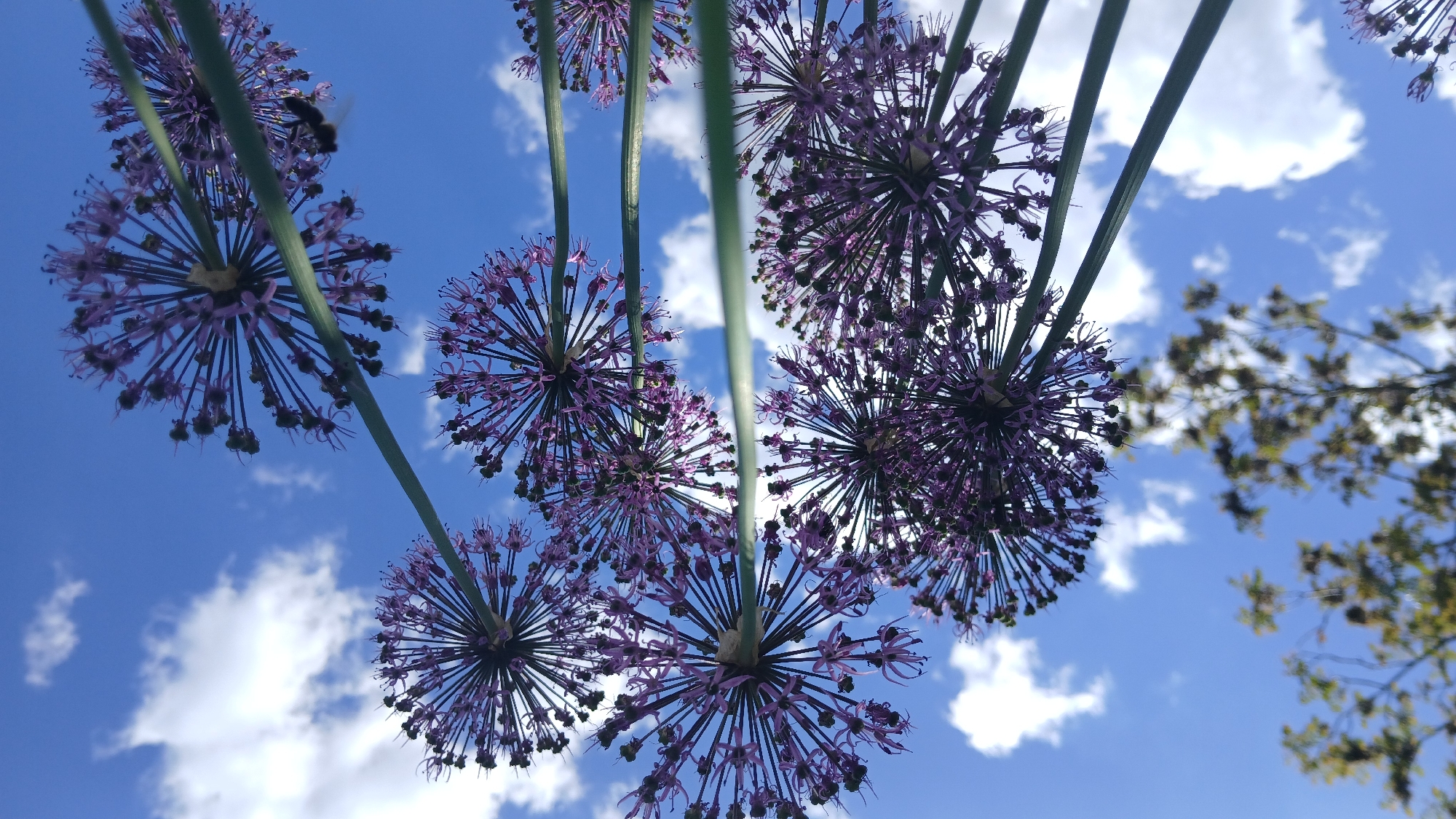 A low-angle shot reveals several purple Allium flowers, commonly known as ornamental onions, against a backdrop of a bright blue sky dotted with fluffy white clouds. The stems of the flowers are green and straight, reaching upward. Small black dots, likely insects, are visible on the flower heads. In the periphery, blurry tree branches are seen on the right. The image was taken in the city of Dnipro, Ukraine.