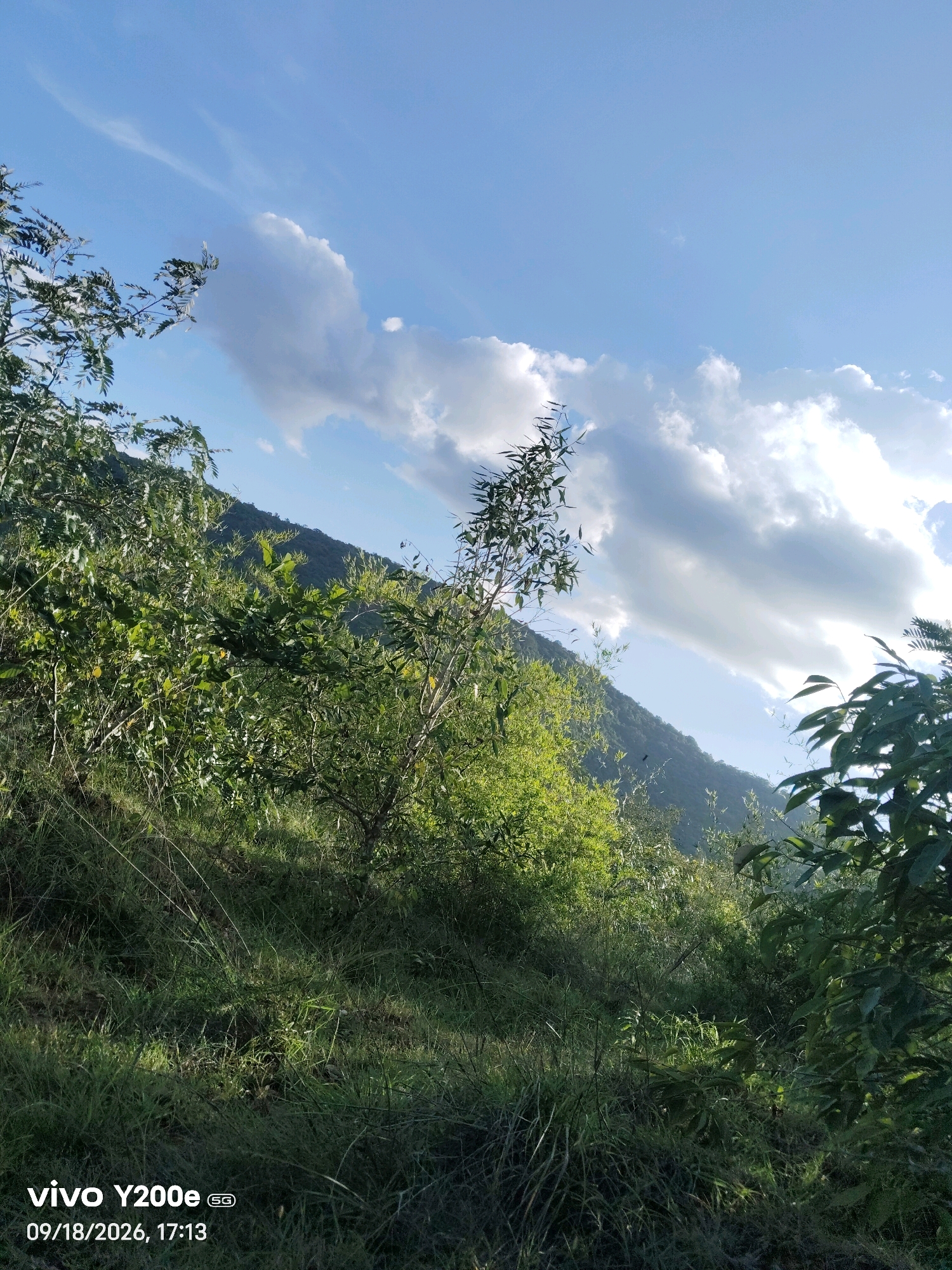 The image depicts a hilly, vegetated landscape with a bright sky. The foreground is dominated by lush green grass and dense foliage, with sunlight filtering through the leaves, creating patches of light and shadow on the ground. Several trees and bushes are visible, some with thin, elongated leaves, and others with broader, darker green leaves.
In the mid-ground and background, a steep, verdant hillside rises, covered in a mix of trees and smaller plants. The slope appears to be part of a natural, undeveloped area.
The sky is a vibrant blue, with scattered white and grey clouds. One large, billowy cloud is particularly prominent, stretching across the upper portion of the frame. The sun appears to be positioned to the right of the frame, casting a warm light on the scene and creating lens flares in the upper right quadrant.
A timestamp at the bottom left corner reads "09/18/2026, 17:13", and the text "vivo Y200e 5G" is also present, indicating the device used to capture the photograph.
The image is a landscape shot taken outdoors, likely in a rural or semi-rural setting. While the prompt mentions Tippagondanahalli, India, the image itself does not contain any explicit visual cues to confirm this specific location. It showcases a natural environment under clear skies in the late afternoon.