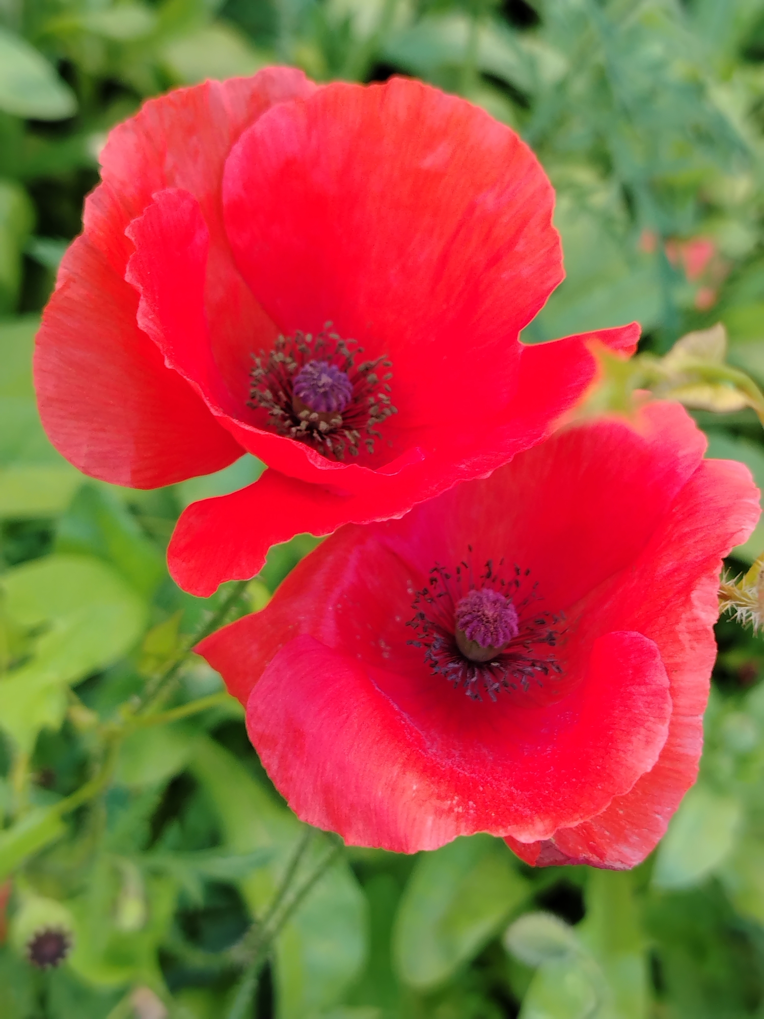 The image displays two vibrant red poppies in close proximity, set against a soft, blurred green background of foliage. The poppies, with their delicate, crinkled petals, are the primary subjects. Their centers are a deep purple-black, surrounded by numerous dark stamens tipped with purple pollen. The upper poppy is slightly higher and to the left of the lower poppy, partially overlapping it. The lighting suggests an outdoor setting, likely during the day, with the focus sharp on the flowers and progressively softer on the surrounding greenery. The image does not contain any people, specific objects, or actions, and the environment is a natural, outdoor scene dominated by the flowers and plants. The location of Yanaul, Russia, is not visually represented in the image itself.