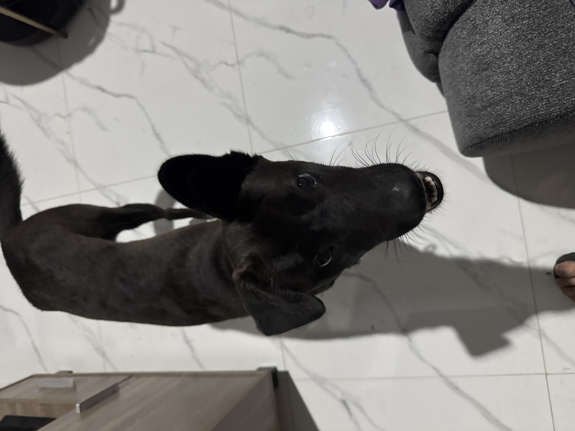 In Sukawati, Indonesia, a medium-sized black dog with one ear perked up stands on a white marble-tiled floor. The dog is looking upwards, with its mouth slightly open, revealing its teeth. The dog's body is angled, with its head in the foreground and its tail extending towards the top of the frame. To the left of the dog, a portion of a light brown cabinet is visible. In the lower right corner, a grey upholstered sofa is partially in view. The lighting in the room casts a shadow of the dog on the floor.