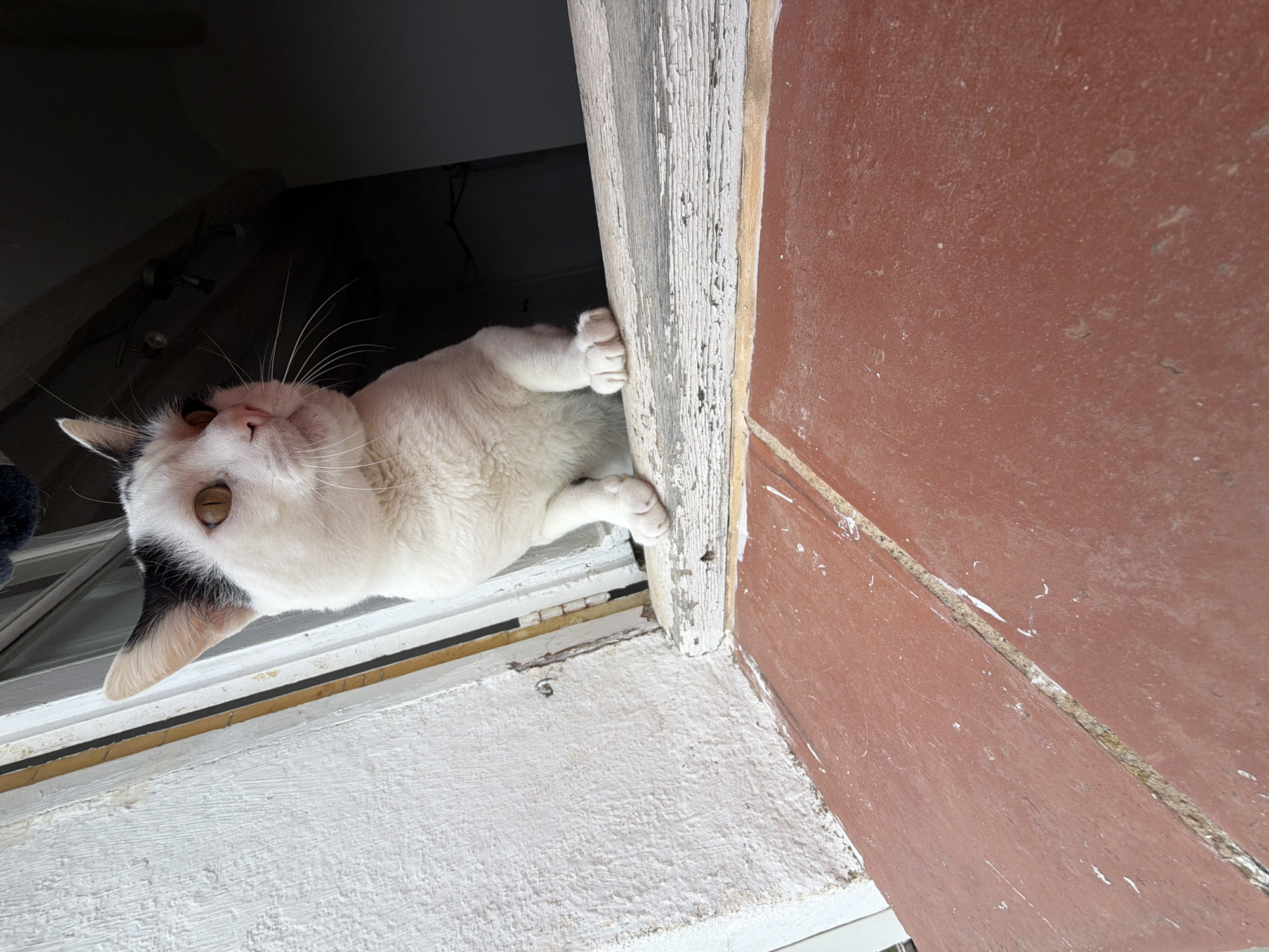 A white and black cat peers down from an elevated opening with its paws gripping the weathered frame. The interior is dimly lit, while the exterior displays a red-brown surface and a white, textured sill. The location is the city of Sant Martí Sarroca, Spain.