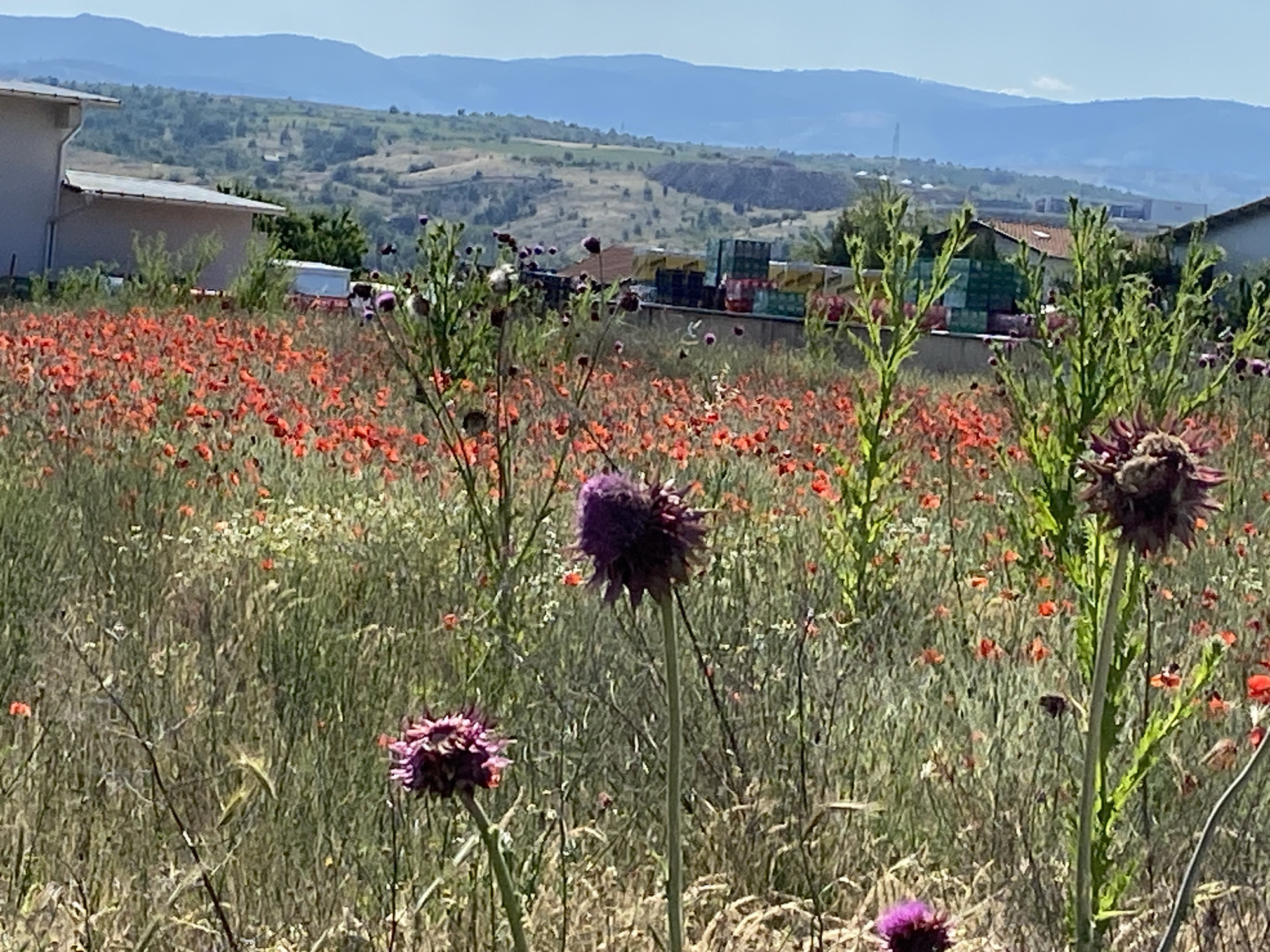 The image depicts a rural or semi-urban landscape in the vicinity of Belo Pole, Bulgaria, under a clear, pale blue sky. The foreground is dominated by a dense field of green and dried grasses, intermingled with numerous open red poppies and several tall, purple, thistle-like flowers, characterized by their spiky, rounded heads. In the left mid-ground, two light-colored buildings with dark, sloped roofs are partially visible, with a light-colored vehicle discernible behind them. The central mid-ground features a low retaining wall or fence behind which various industrial or commercial crates and containers, predominantly in green, yellow, and red hues, are stacked. Further to the right in the mid-ground, additional buildings, including one with a reddish-brown roof, are present, and a tall, slender vertical structure, possibly a chimney or tower, is visible against the distant hills. The background consists of a range of hazy blue mountains and hills stretching across the horizon. No human subjects or discernible human actions are present within the frame.