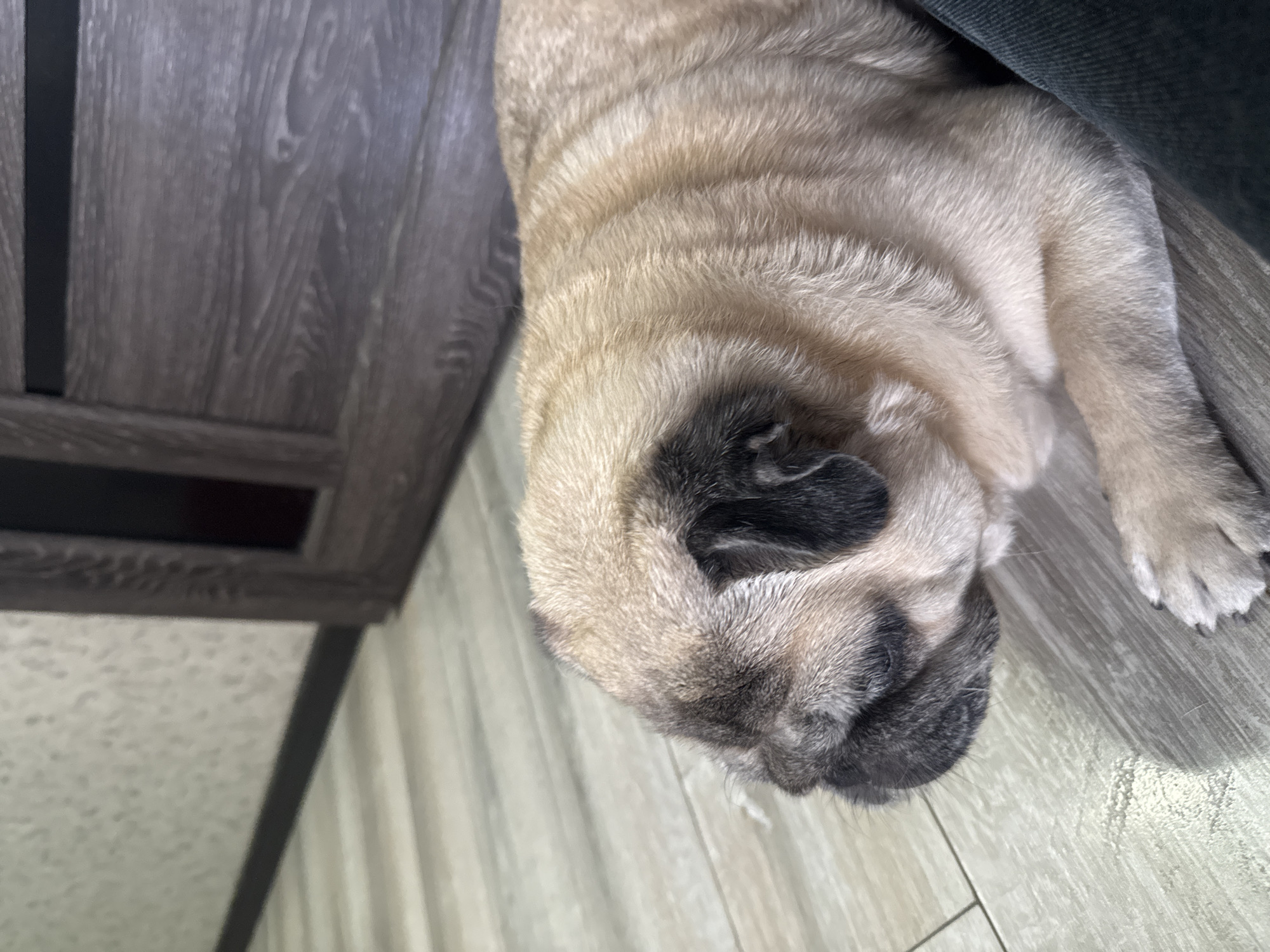 A fawn-colored pug dog is lying on a light-colored wooden floor. The dog is facing to the left of the frame, with its head down and eyes closed or partially closed. The dog's body is mostly visible, showing its folded legs and the wrinkles on its back. In the background, there is a dark-colored wooden door and a textured wall. The lighting suggests an indoor environment, possibly a home. No specific location in Bishkek City, Kyrgyzstan, can be determined from the image alone.