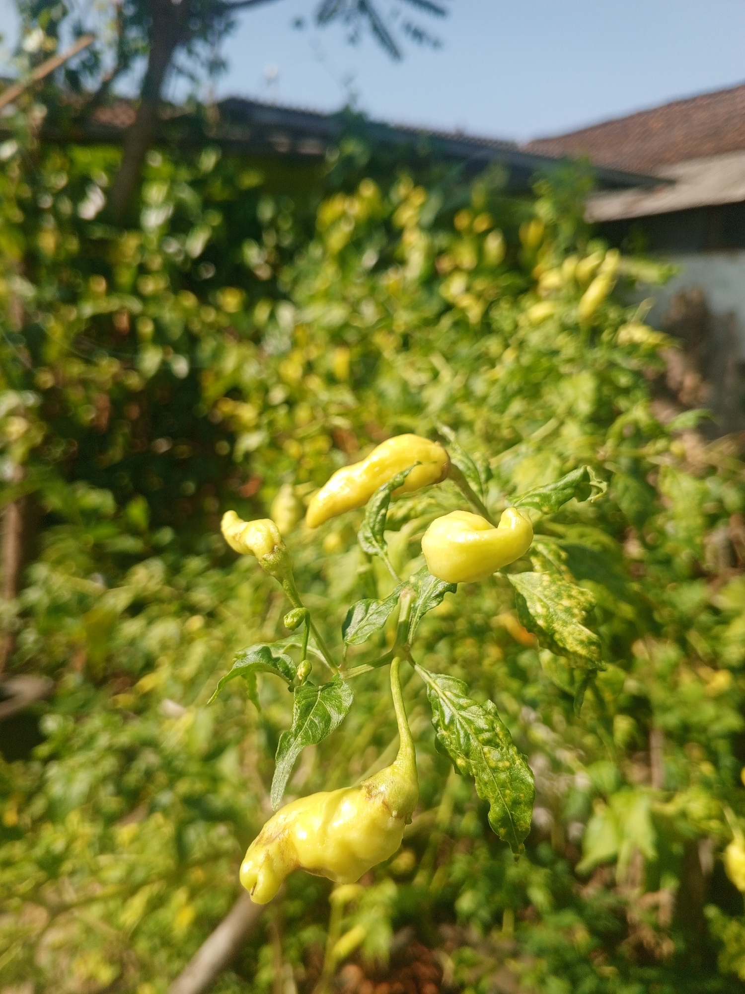 The image depicts a close-up view of a chili plant with several light yellow chili peppers. The peppers are elongated and curved, with some appearing slightly wrinkled. The plant has green leaves, some of which show yellow spotting. The background is blurred and consists of more greenery, suggesting a garden or natural setting. In the upper right corner, the edge of a building with a tiled roof is visible, hinting at a residential area. The lighting suggests it is daytime with sunlight filtering through the leaves. The scene is located in Sumbersari, Indonesia, as indicated by the context.