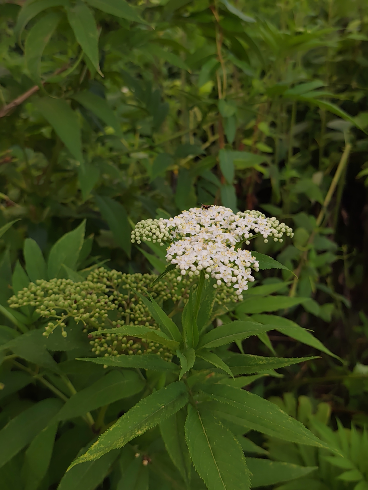 The image shows a cluster of white flowers with small, delicate petals blooming on a plant surrounded by lush green foliage. Some of the flowers are still in bud form, appearing as small green spheres. A small insect, possibly a fly or bee, is visible on one of the flower clusters. The background is a dense collection of green leaves and stems, suggesting a natural, outdoor environment. The lighting is somewhat diffused, creating a soft focus effect on the background. There is no indication of the specific location within Oryol-Izumrud, Russia, as the image focuses solely on the plant and its surroundings.