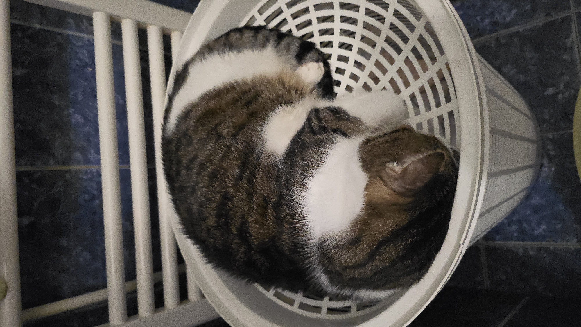 A domestic shorthair cat is curled up asleep in a white plastic laundry basket. The cat is primarily brown and white with dark tabby stripes. The basket is white with a grid pattern on the bottom and vertical ribbed sides. The basket is placed on a dark tiled floor, and in the background, there is a white towel rack with blue tiled walls behind it. The scene appears to be in a bathroom.