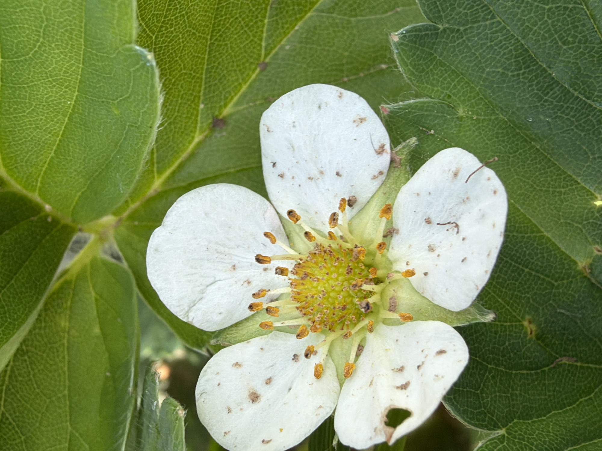 A detailed close-up shot captures a white, five-petaled flower, likely a strawberry blossom, set against a backdrop of vibrant green leaves. The flower is centrally positioned, revealing its intricate structure. Its petals are a soft white, with several small, irregular brown specks scattered across their surface, suggesting minor imperfections or dirt. One petal at the bottom right exhibits a small, torn hole.
The center of the flower features a prominent, textured yellow pistil, surrounded by a dense cluster of numerous stamens. These stamens have delicate, thin filaments topped with small, bright yellow-orange anthers, indicating the flower is in full bloom.
Surrounding the flower are several green leaves, some partially visible. These leaves display a clear, intricate network of veins, and some edges appear slightly hairy. The overall lighting is natural and bright, suggesting an outdoor setting during the daytime. There are no people, visible text, or discernible activities beyond the natural state of the plant. The focus is sharp on the flower, highlighting its delicate form and minor imperfections.