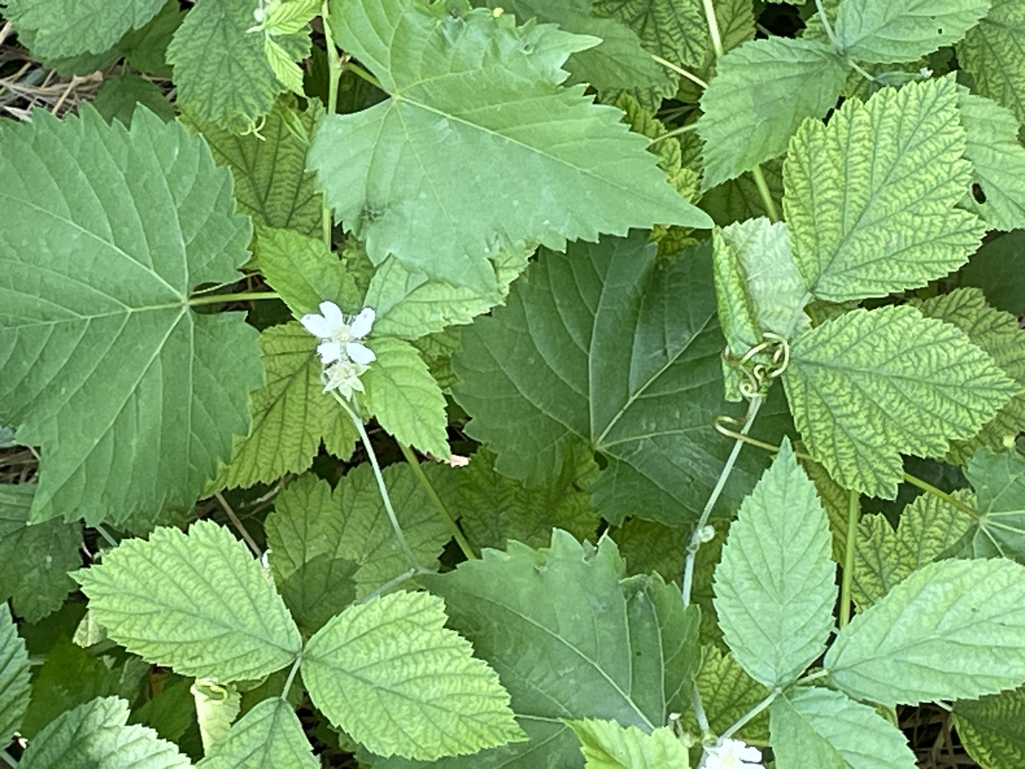 The image captures a close-up view of lush green foliage, dominated by various leaf shapes and textures. Several large, serrated leaves with prominent veins are scattered throughout the frame, some appearing a lighter green with a yellowish tint, suggesting potential nutrient deficiencies. Smaller, more finely toothed leaves are also present, interspersed with the larger ones. A few delicate white flowers, each with multiple petals and visible stamens, are sparsely distributed among the leaves. The overall impression is one of dense, natural growth, possibly in an unkempt garden or wild area. The image does not contain any discernible elements that would place it in a specific city like Bârnova, Romania, nor does it show any people or specific objects.