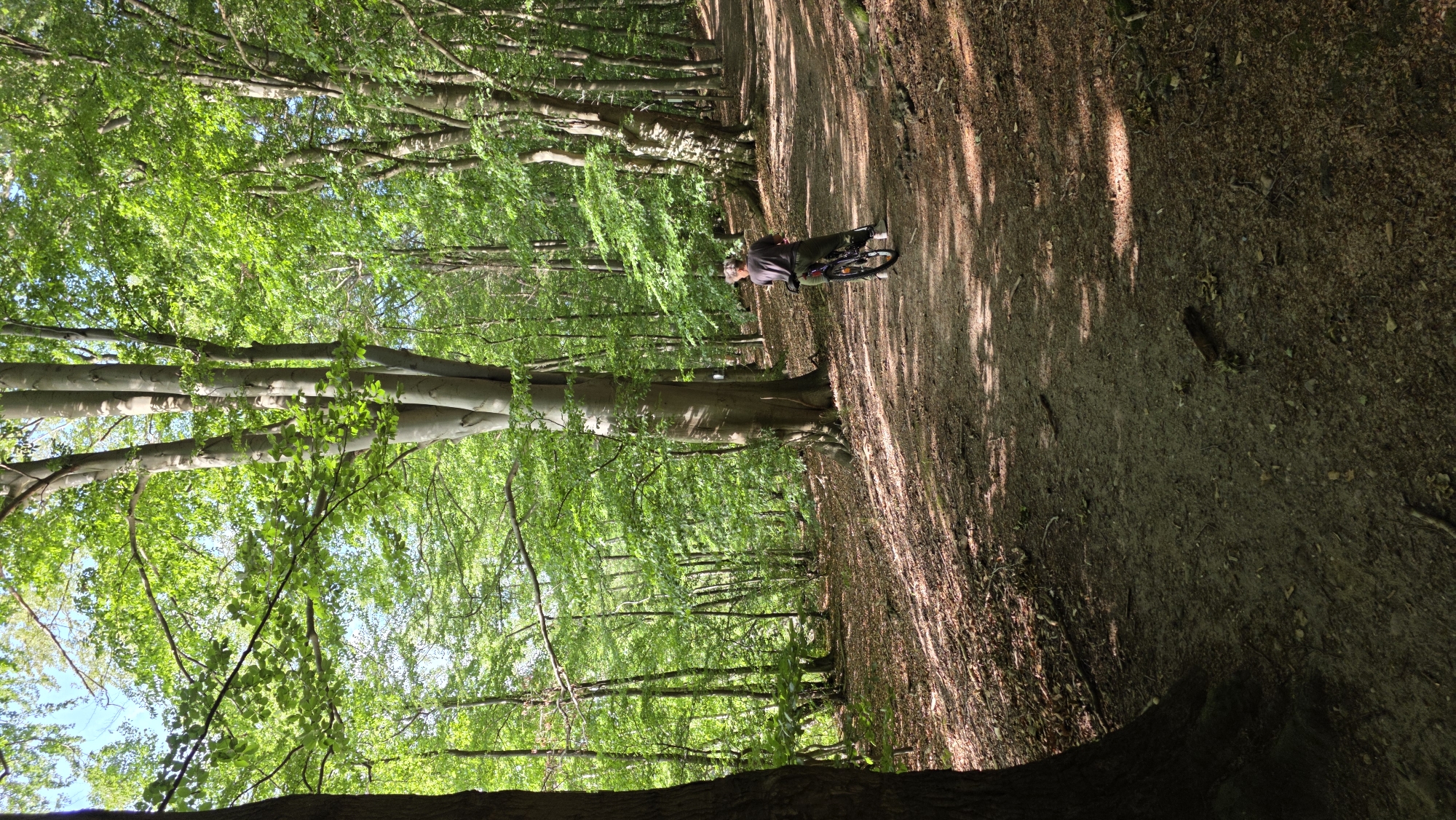 The image depicts a person riding a bicycle on a dirt path through a sun-dappled forest. The path is covered with fallen leaves and debris. The trees are tall and lush, with green foliage creating a canopy overhead. The person is wearing dark clothing and is positioned in the mid-right of the frame, facing away from the camera. The lighting suggests it is daytime, with sunlight filtering through the trees and casting shadows on the path. The scene is tranquil and appears to be a natural setting, possibly a park or a wooded area. It is not possible to determine the specific location in the city of Salem, Germany from the visual information provided in the image.