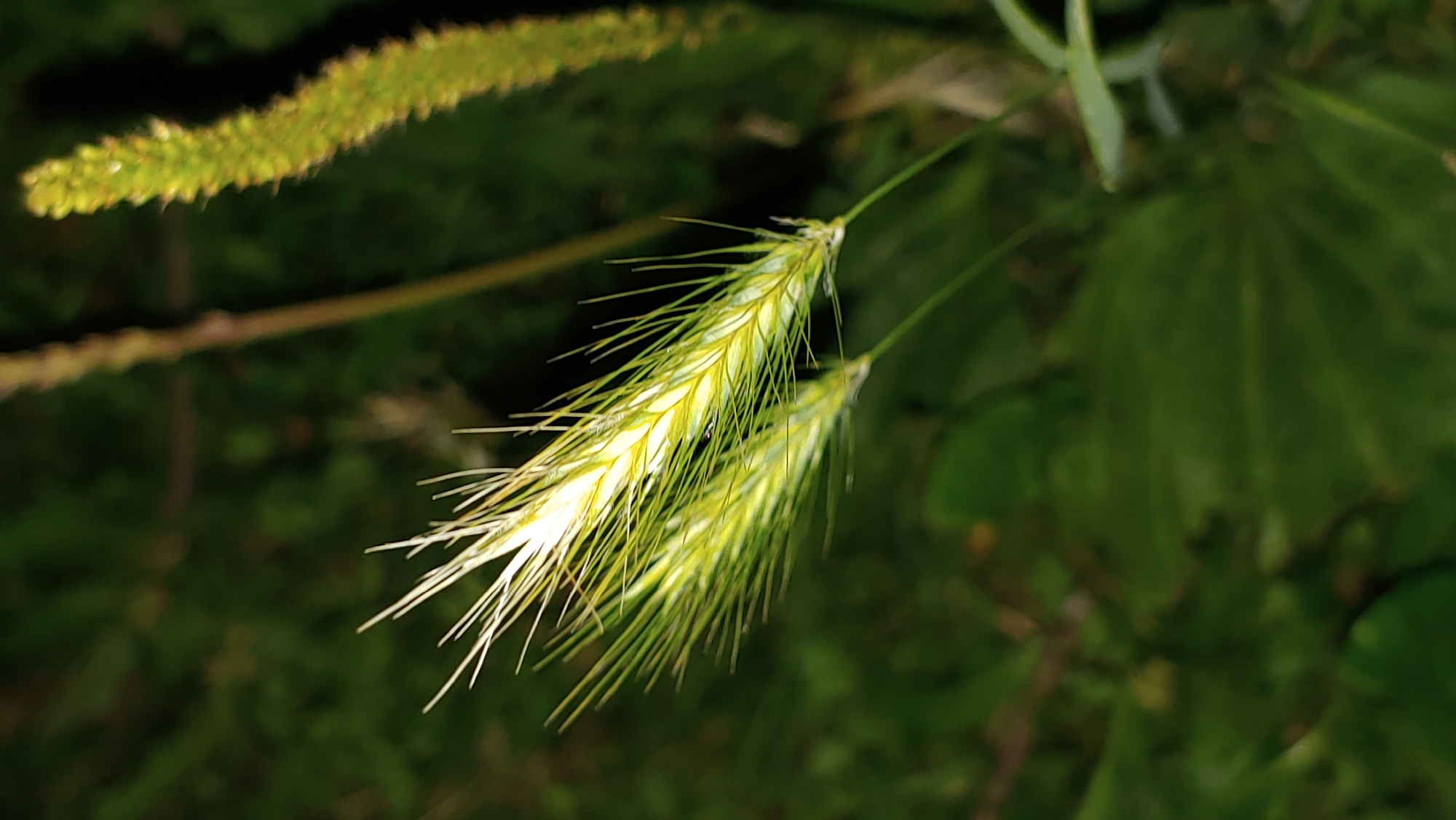 The image shows a close-up view of several wheat or grass stalks. The stalks are green and yellow, with long, thin awns extending from them. The background is dark and out of focus, with hints of green foliage. There are no people or any specific identifiable landmarks present in the image. The lighting suggests it was taken at night or in a dimly lit environment. There is no information within the image to place it in Mukachevo, Ukraine.