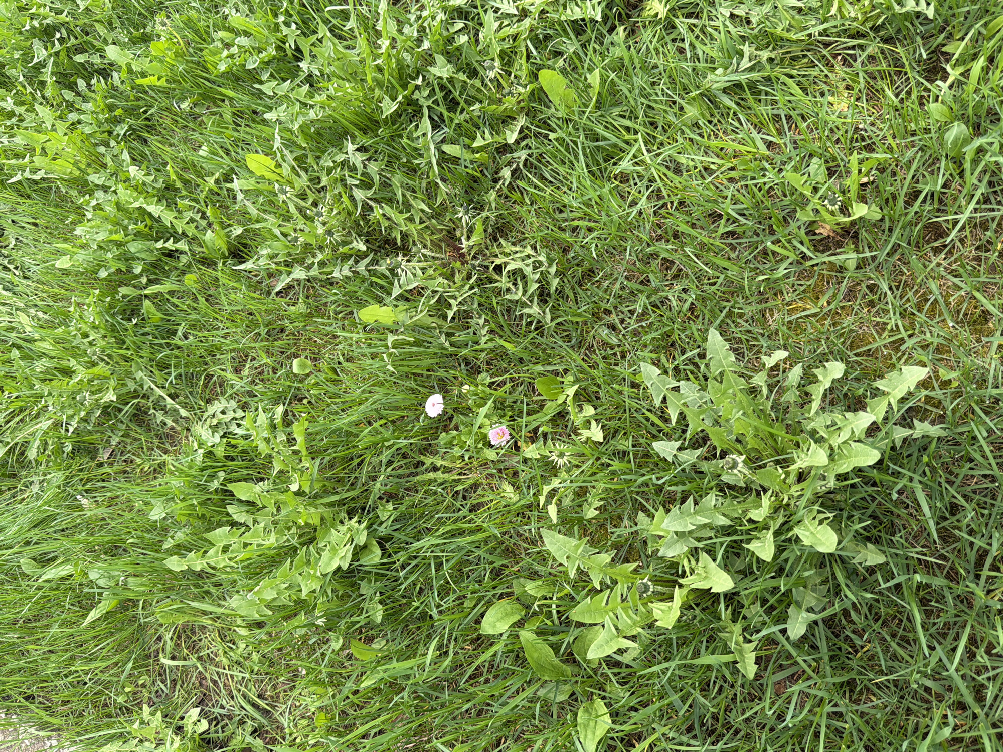 The image shows a patch of grass in a state of neglect. The grass is interspersed with a significant number of dandelions. Two pink flowers, possibly daisies, are visible near the center. The ground appears somewhat bare in some areas, suggesting the grass is thin. The general appearance suggests a lawn or grassy area that has not been regularly maintained. The image is from Chaikovsky, Russia.