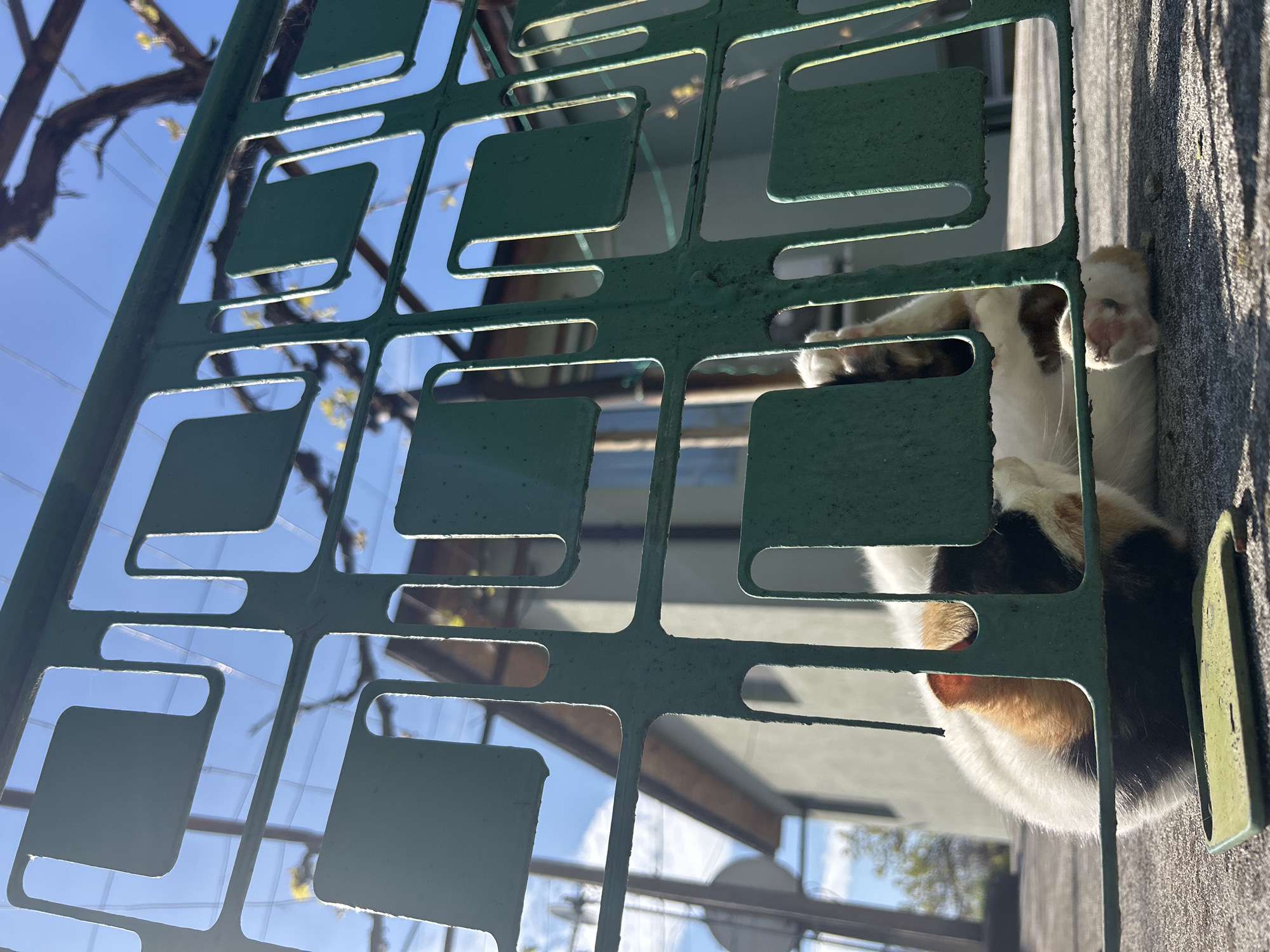 A close-up shot of a calico cat seen through a green, decorative metal fence. The cat is positioned next to a textured grey wall. The background includes glimpses of a building with reflective windows and a blue sky with tree branches. Based on visual cues, the location appears to be a residential area, potentially in Plovdiv, Bulgaria.