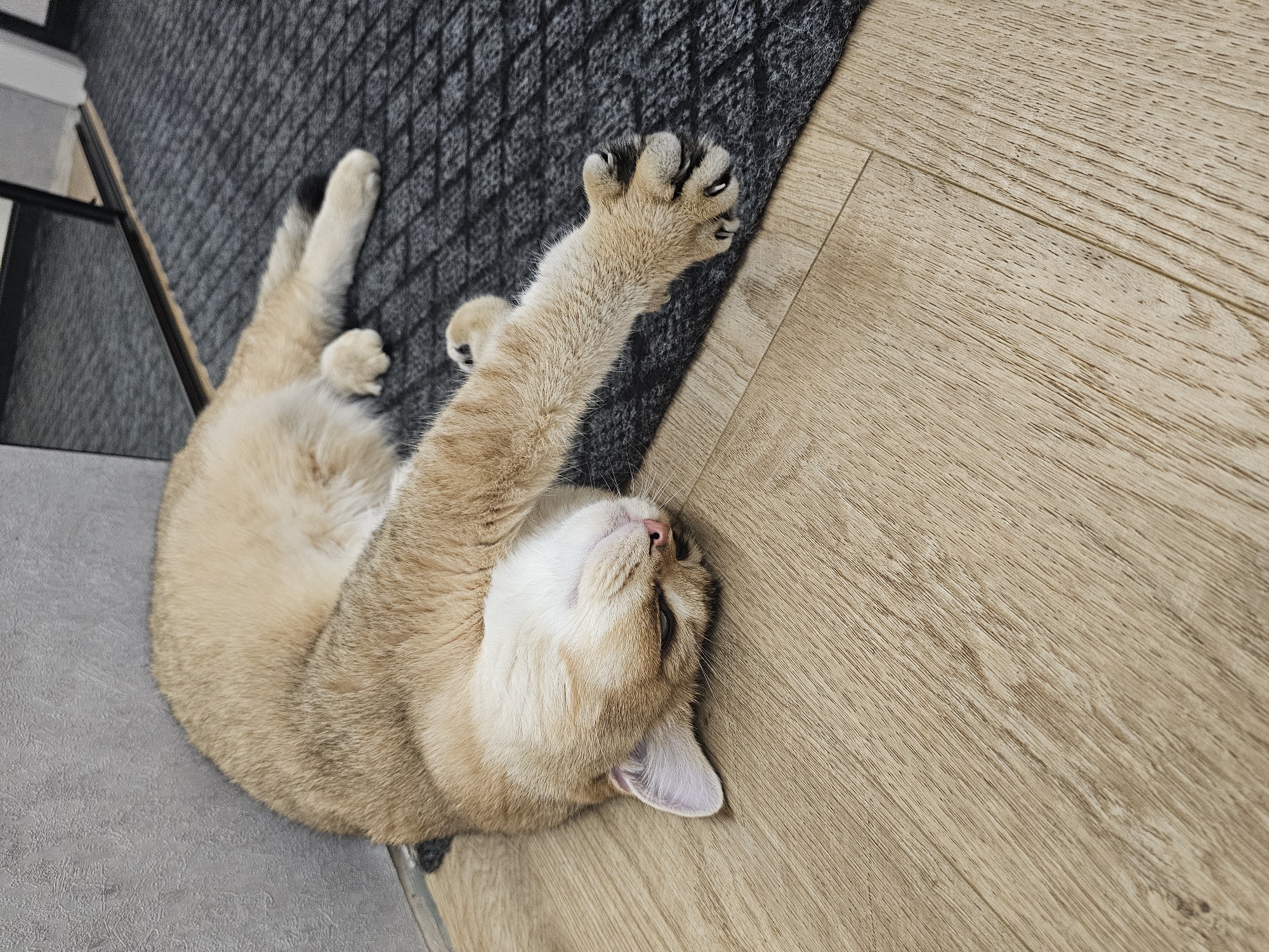 A light brown cat is lying on its side on a wood-grain floor next to a dark gray mat. The cat is curled up with its head tilted back and its front paws stretched out. The cat's eyes are closed, and its mouth is slightly open. The cat's fur is soft and fluffy. The floor is made of light brown wood planks. The mat is dark gray and has a woven pattern. In the background, there is a gray wall and a black closet door with a mirror. The scene is indoors, likely in a home. There is no information to indicate this image is located in Voronezh, Russia.