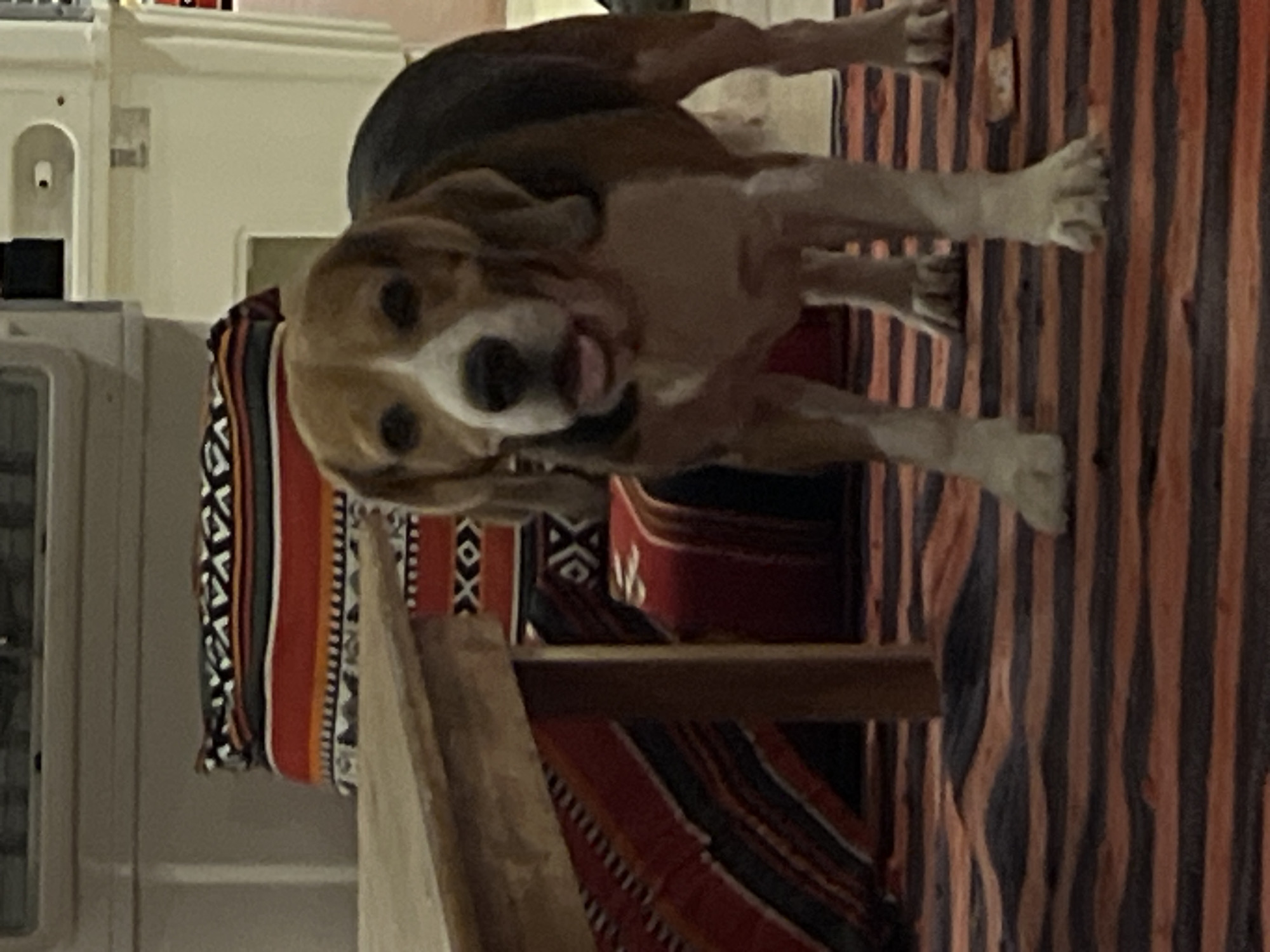 A tricolor Beagle dog stands in front of a wooden table and a striped carpet. The dog is facing the camera, with its tongue slightly visible. Behind the dog, there are patterned pillows and a large white appliance. The scene appears to be indoors, possibly in a home or hotel room, in the city of Nuweiba, Egypt, given the typical tent-like decor with patterned textiles. The lighting is dim, suggesting it might be evening or an indoor setting with limited natural light.