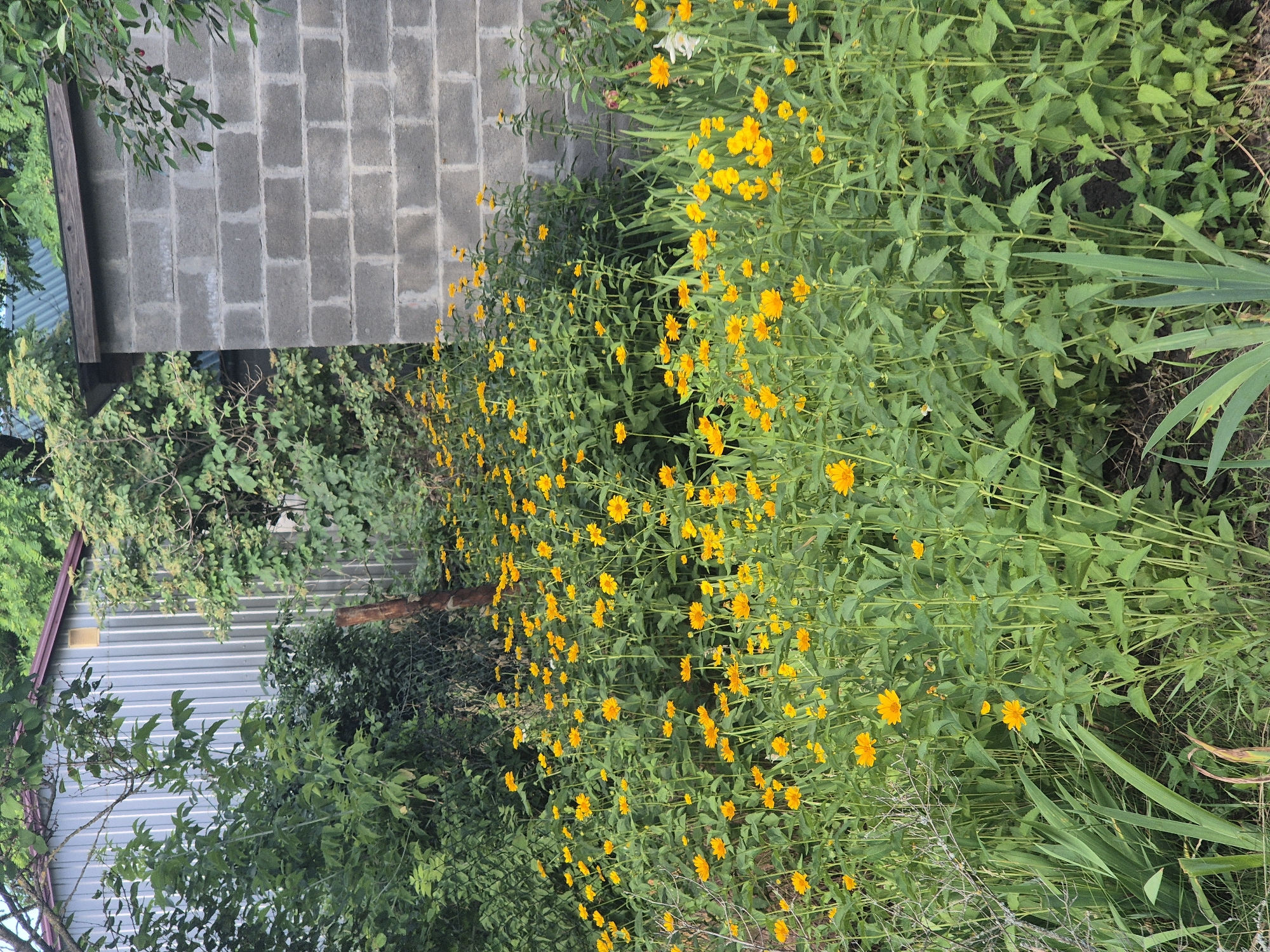 In the village of Sozonivka, Ukraine, a dense cluster of yellow flowers, possibly coreopsis, grows in front of a cinder block structure and a corrugated metal building. The flowers, reaching varying heights, form a vibrant green mass dotted with numerous yellow blossoms. Behind the flowers, a weathered fence is visible, partially obscured by greenery. To the left, a silver corrugated metal building with a reddish-brown roof stands against a backdrop of lush trees. To the right, a portion of a gray cinder block building, showing evidence of age and wear, is partially covered by foliage. The scene is dominated by natural elements, with the built structures serving as a subdued backdrop to the flourishing flowers and vegetation. No individuals are present in the frame.