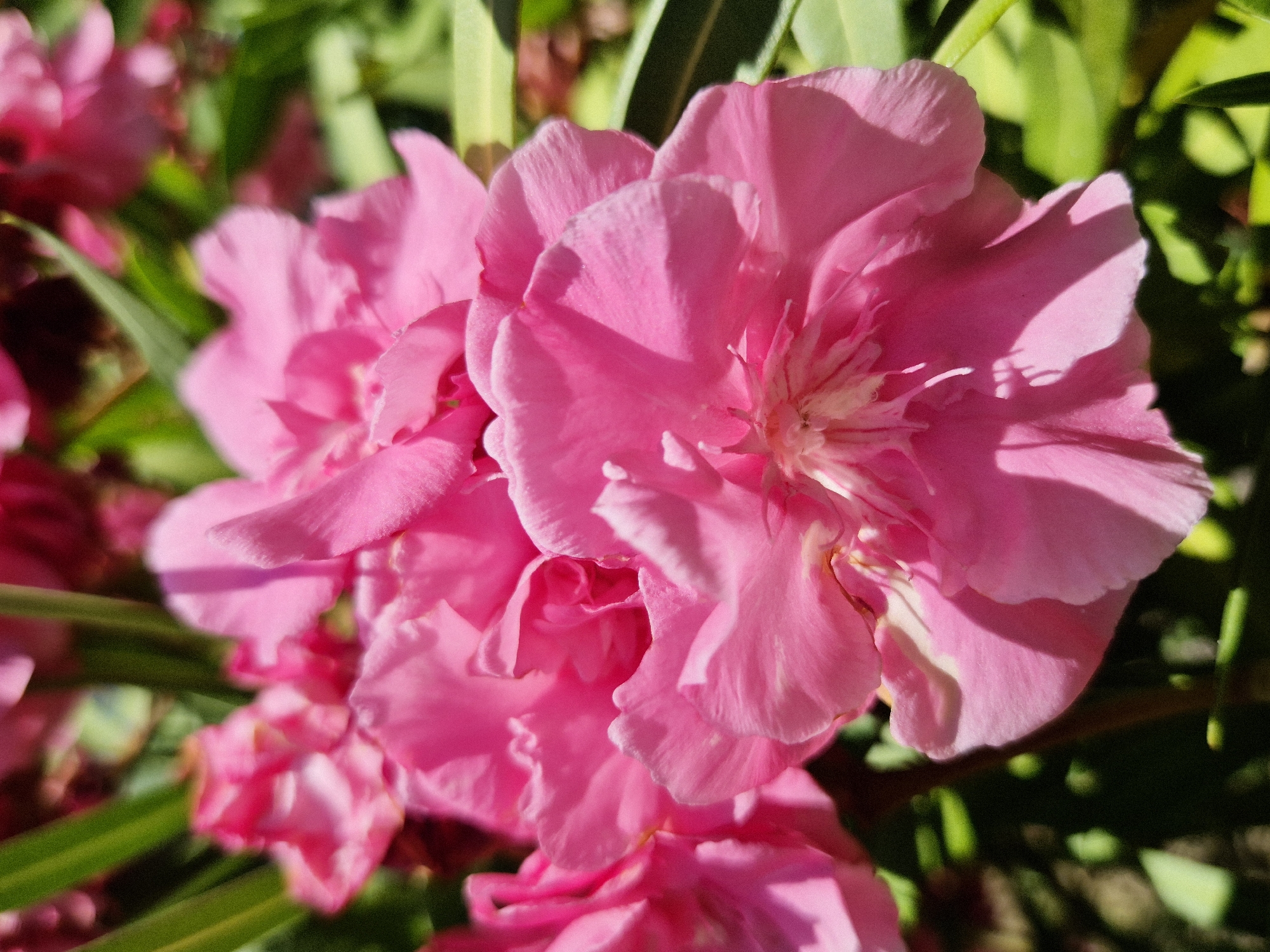 This is a close-up, vertically oriented, outdoor photograph of bright pink oleander flowers in bloom. The flowers are clustered together, with several distinct blossoms visible. The petals are soft and slightly ruffled, and the center of the flowers reveals delicate white stamens. Sunlight casts shadows across the petals, highlighting their texture and shape. Green leaves and stems are visible in the background, out of focus, suggesting a natural, garden setting. The scene depicts a vibrant display of nature's beauty, commonly found in the Mediterranean climate of Taranto, Italy, where oleander plants are a frequent sight in public gardens and private residences, particularly during the warmer months.