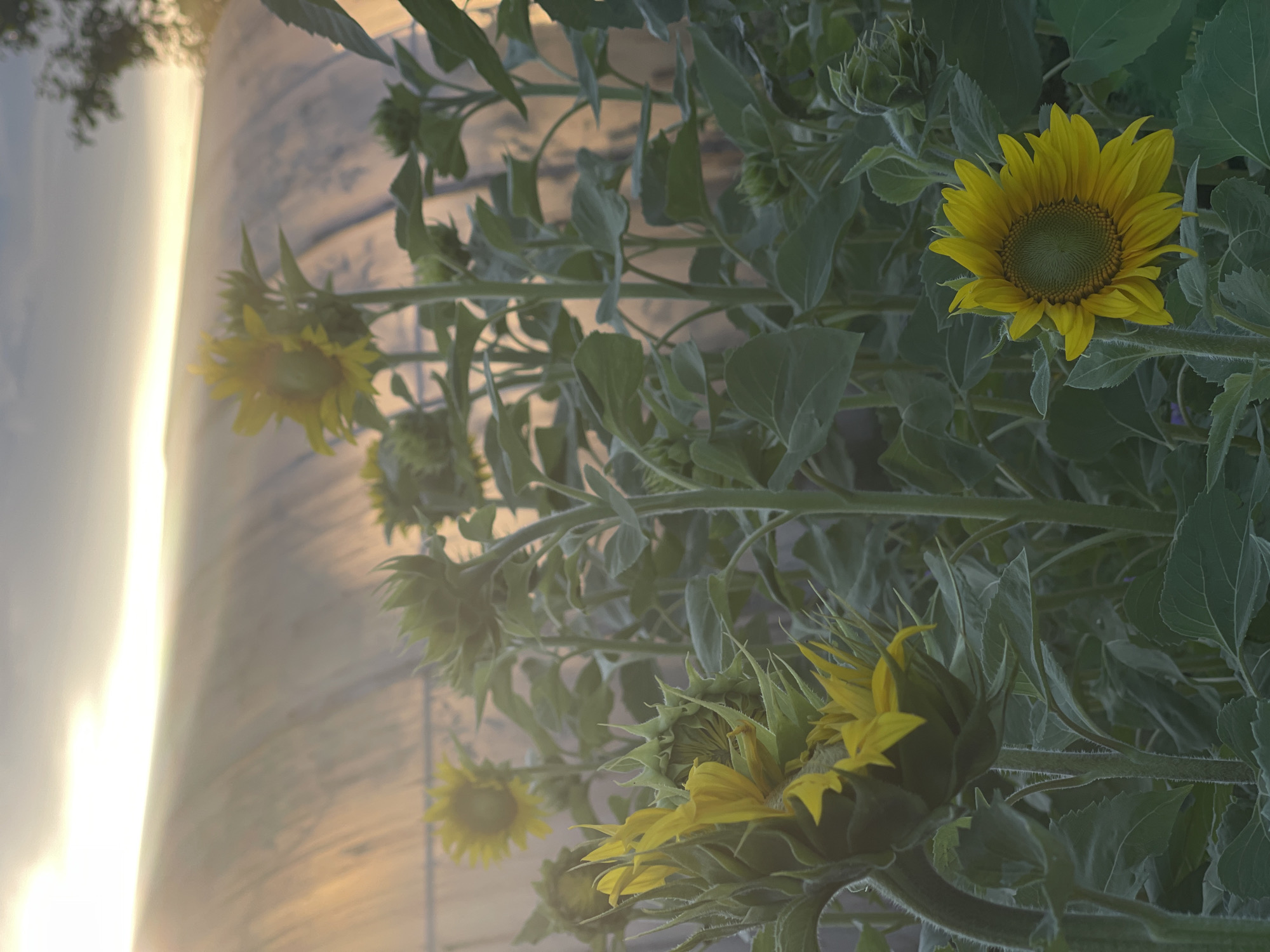 In Перевозное, Russia, a field of sunflowers is captured at sunset, bathed in the warm, golden light of the setting sun. The sky is a soft gradient of orange, yellow, and blue, with subtle cloud formations. A large, arched structure, possibly a greenhouse or tunnel, is visible in the background, its surface reflecting the light and adding a textured element to the scene. In the foreground, several sunflowers are the main subjects. One sunflower, on the left side of the frame, is partially opened, its yellow petals reaching outwards. Another fully bloomed sunflower is positioned in the lower right corner, its face turned slightly towards the viewer, showcasing its intricate seed head. The stems and large green leaves of the sunflowers create a lush, dense foliage that fills the mid-ground. The overall atmosphere is serene and tranquil, evoking a sense of natural beauty and the peaceful conclusion of a day.
