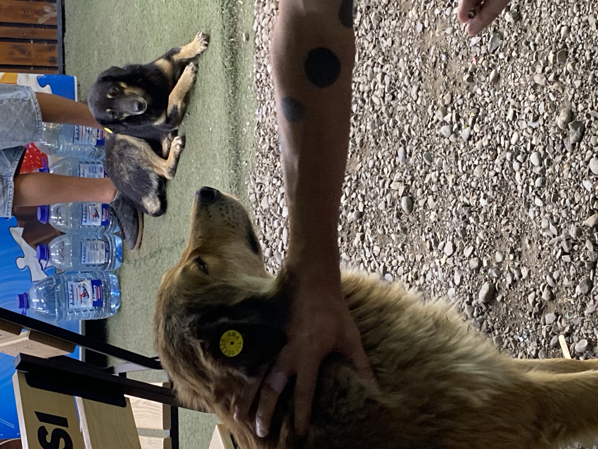 In Tbilisi, Georgia, a person's hand gently strokes the head of a large, fluffy, brown dog. The dog has a yellow tag with black markings on its left ear. In the background, another dog, a medium-sized mix of black and tan, lies on a green surface. Several large plastic bottles of water are visible behind the dogs, and a wooden bench is to the left. The ground is covered in small, gray gravel.