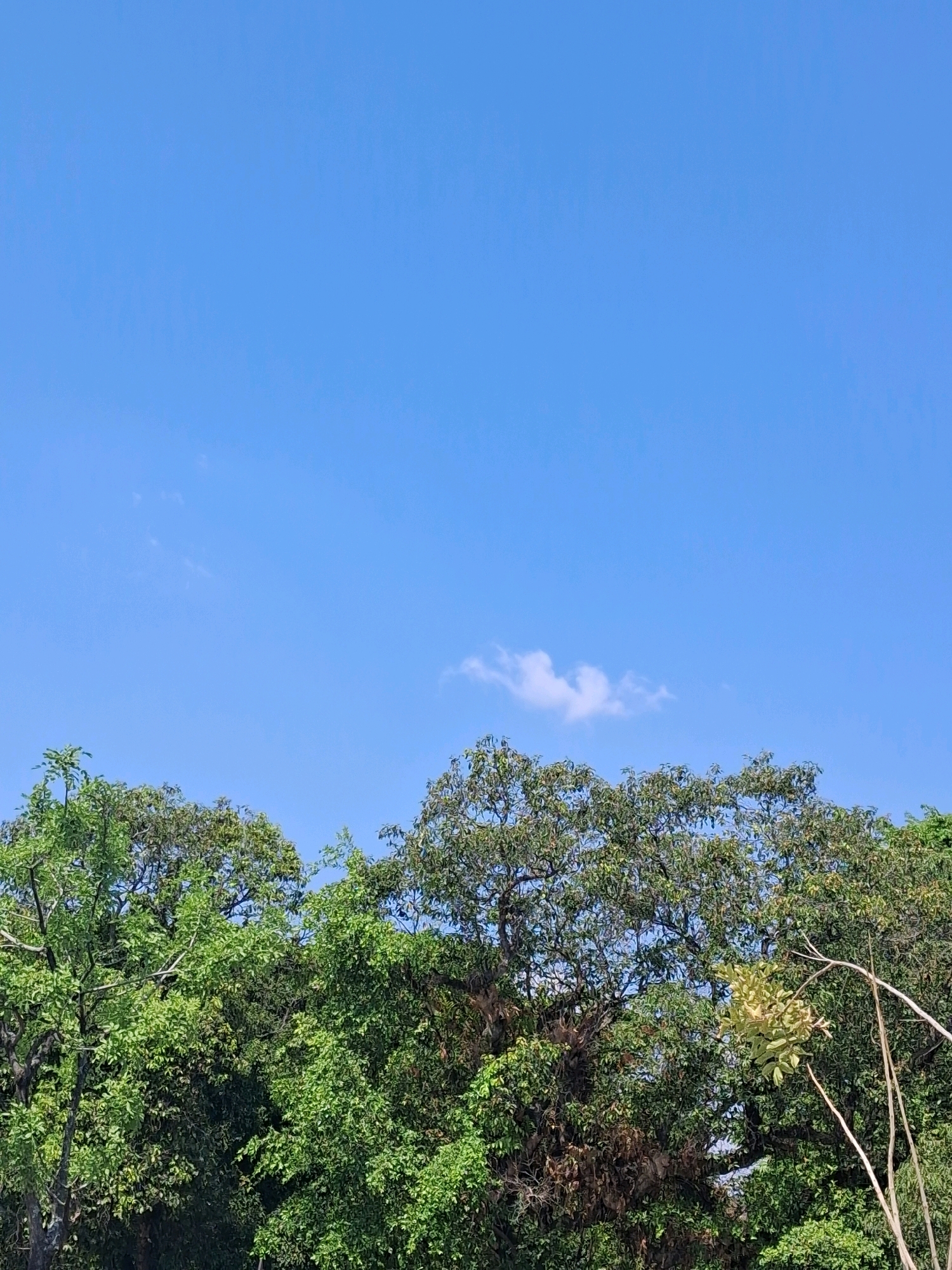 A wide shot captures a clear, bright blue sky dominating the upper portion of the image. Below the sky, the dense canopy of lush green trees stretches horizontally across the frame. A few wispy white clouds are scattered in the sky. The foliage of the trees is varied in texture and color, with some areas appearing darker and others a vibrant green. In the right middle ground, a cluster of lighter green leaves is visible, possibly a different type of plant or a section of a tree with newer growth. The scene suggests an outdoor environment, likely a park or a densely wooded area, in the city of Surakarta, Indonesia.