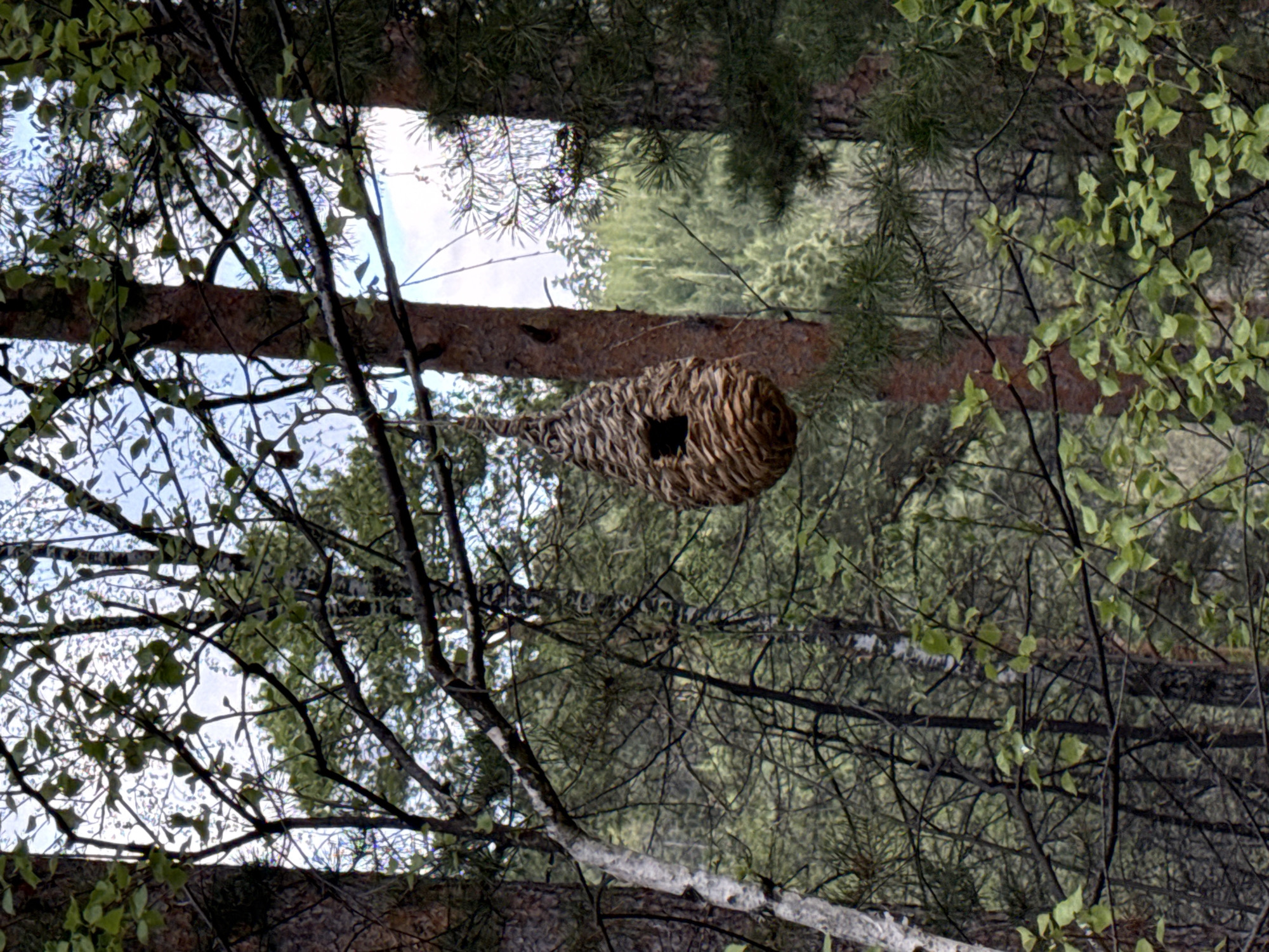 The image shows a woven birdhouse hanging from a tree branch in a forest. The birdhouse is roughly spherical with a visible entrance hole. The surrounding environment consists of trees, some with green leaves, others with pine needles. The sky is visible through the branches. The location is Zolotoi Plyazh, Russia.
