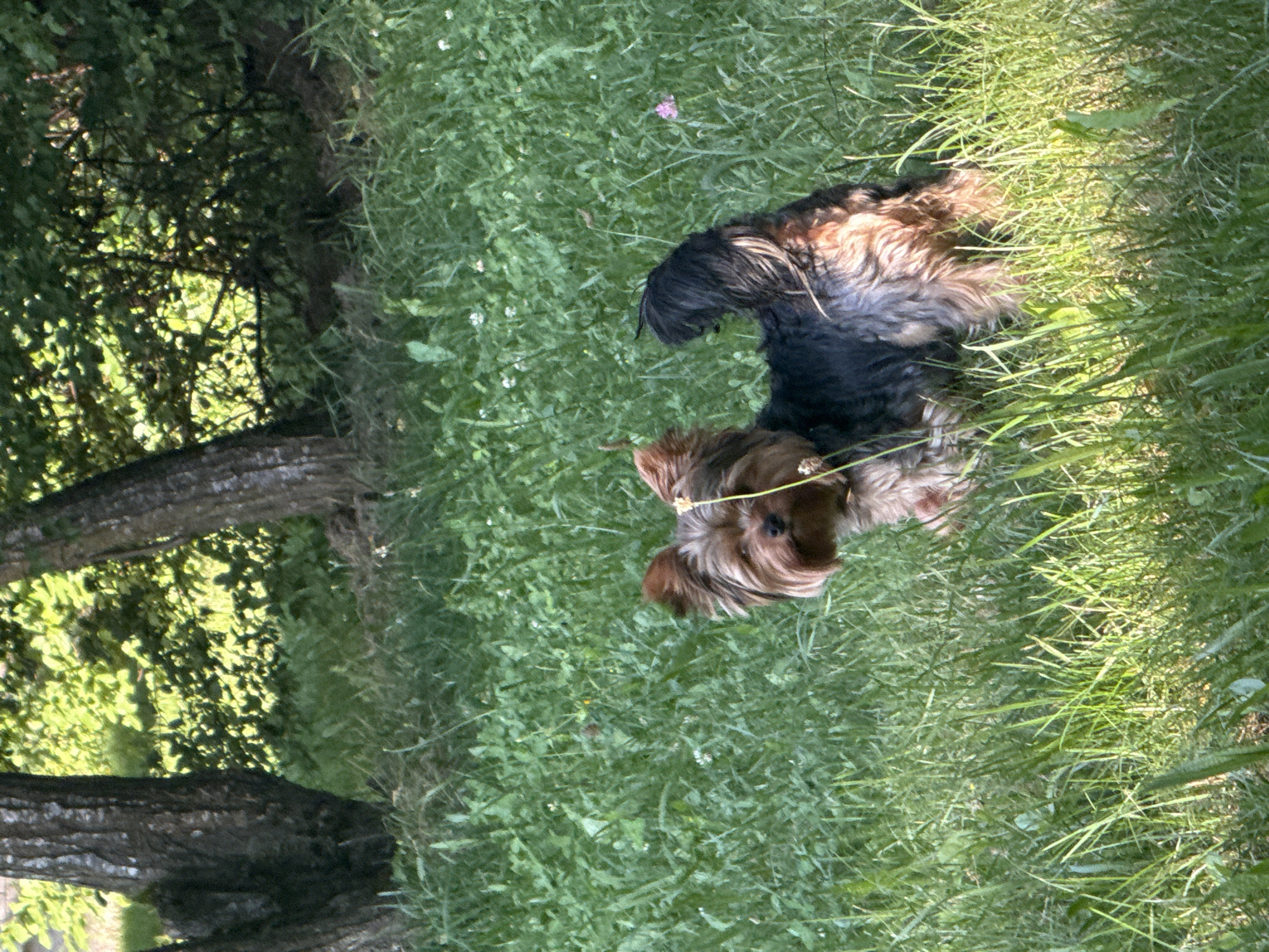In Rudamina, Lithuania, a small Yorkshire Terrier stands in a grassy field near trees. The dog has brown and black fur, with long, floppy ears and a bushy tail. It is facing forward with its head tilted slightly to the side, appearing to be looking at something off-camera. The grass is green and lush, with some small white flowers scattered throughout. In the background, the trunks of two trees are visible, with dense green foliage behind them. The overall scene is bright and natural, suggesting a sunny day outdoors.