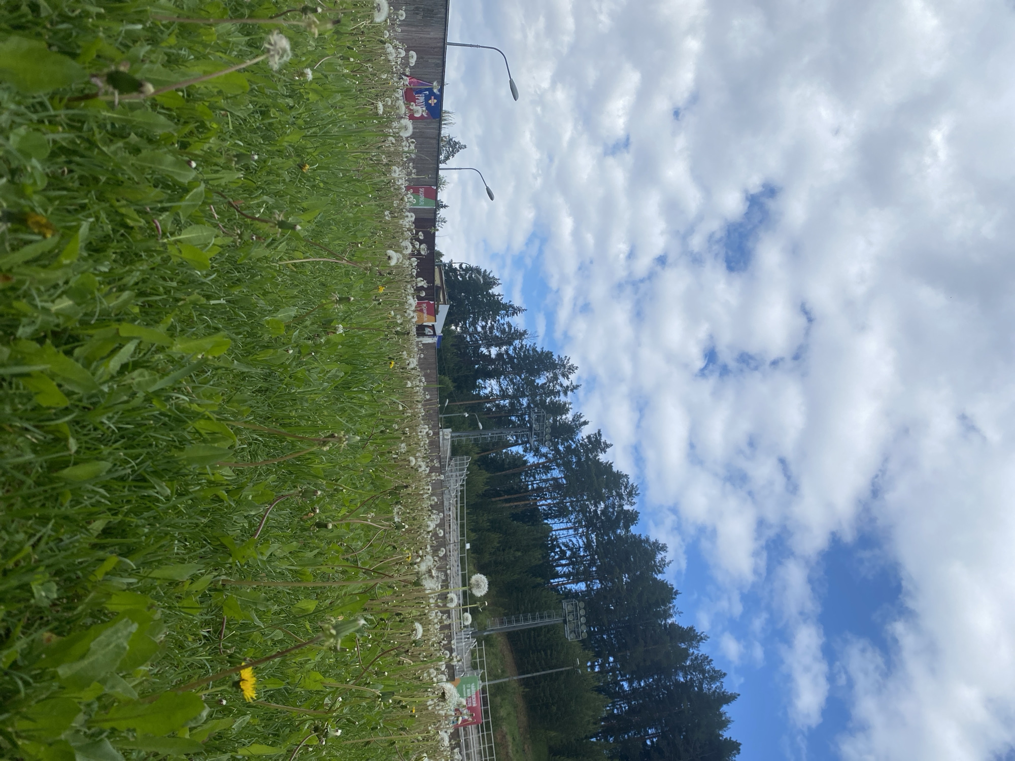 An outdoor landscape shot captures a lush green field filled with dandelions in varying stages of bloom, from bright yellow flowers to numerous white, fluffy seed heads. The grass dominates the foreground, suggesting a vibrant, natural environment. In the midground, a long wooden wall or fence spans horizontally, adorned with several banners featuring Russian text. Notable among these are a red banner with white text clearly reading "Прикамский край" (Prikamsky Krai), and another banner with "Спорт-Парк" (Sport-Park) and "СКАЛЫ" (Cliffs) visible on a green banner at a lower level. Above the wall, streetlights with curved arms are visible.
The background reveals a dense line of tall coniferous trees, likely pines, under a partly cloudy sky with patches of bright blue interspersed with large, white cumulus clouds. Peeking through and above the treeline are large metal structures, resembling scaffolding or towers of a sports complex, possibly for a ski jump or similar facility, equipped with lighting.
The image depicts a bright, daytime scene under a clear to partly cloudy sky. There are no people visible, suggesting a quiet moment in what appears to be a recreational or sports park in Прикамский, Russia, as indicated by the visible text and location context. The combination of nature and man-made sports infrastructure suggests a versatile outdoor area.