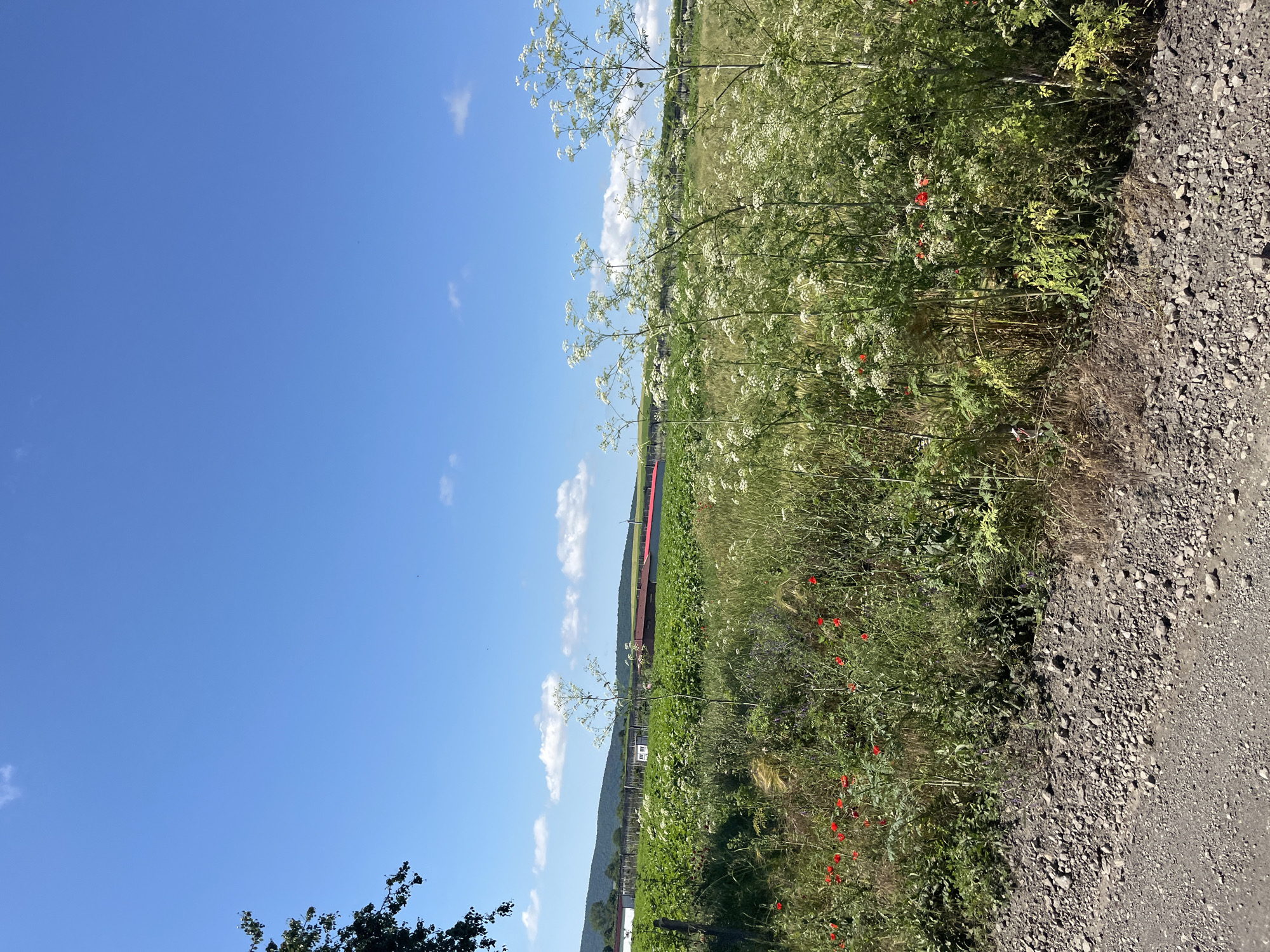 The image depicts a rural landscape under a clear blue sky with scattered white clouds. In the foreground, a gravelly path runs along the bottom of the frame, bordered by overgrown vegetation. This vegetation includes tall, feathery white flowers, interspersed with green foliage and a few vibrant red poppies.
Beyond the immediate roadside, a large field of green crops stretches towards the horizon. In the mid-ground, several farm buildings with red roofs are visible, suggesting agricultural activity. The landscape is gently rolling, with low hills in the distance. A single tree branch with dark green leaves is visible on the far left edge of the image, partially obscuring the sky.
The scene appears to be a sunny day in a rural area, likely Poroy, Bulgaria, characterized by farmland and natural vegetation. There are no people or animals visible in the image. The overall impression is one of a peaceful, agrarian setting.