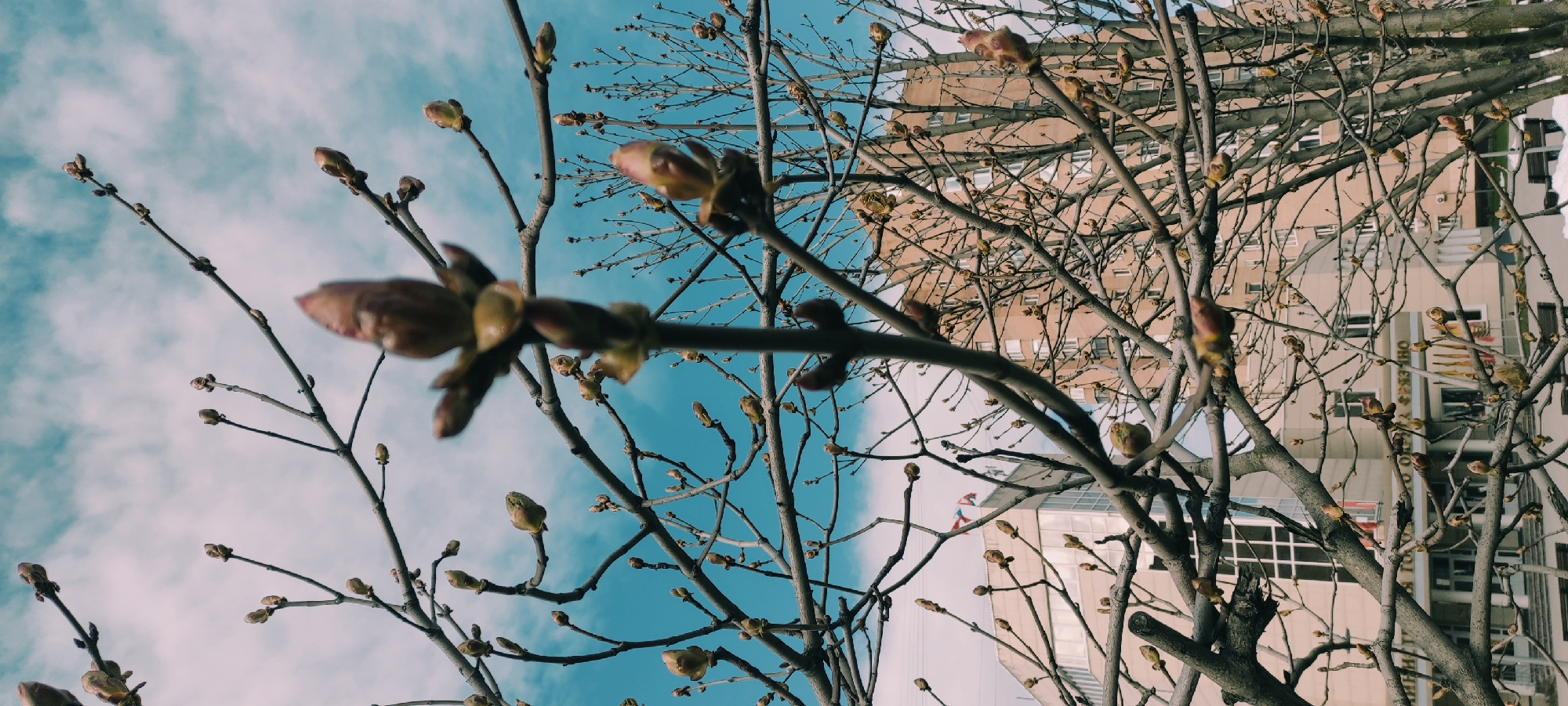 A vertical, low-angle shot captures the intricate network of bare tree branches adorned with numerous, prominent buds, signaling the arrival of early spring. The branches, varying in thickness, crisscross the frame against a backdrop of a clear, bright blue sky with wispy white clouds, particularly noticeable in the upper and left portions of the image.
The foreground features a thicker branch with several buds slightly out of focus, creating a sense of depth. In the mid-ground and background, the branches become sharper, revealing a multitude of smaller buds ready to blossom. Through the gaps in the branches, several buildings are visible, suggesting an urban setting. A large, light-brown multi-story building occupies the right side of the frame, with smaller, lighter-colored structures further behind it.
The time of day is clearly daytime, bathed in bright, natural light. The overall mood is one of anticipation for warmer weather and new growth. On a building in the background, specifically on the right side within the branches, some Cyrillic text is faintly discernible, appearing to spell out "ОНО" or "ОНКО," likely part of a sign or building name. The scene depicts a moment of seasonal transition in Fryazino, Russia.