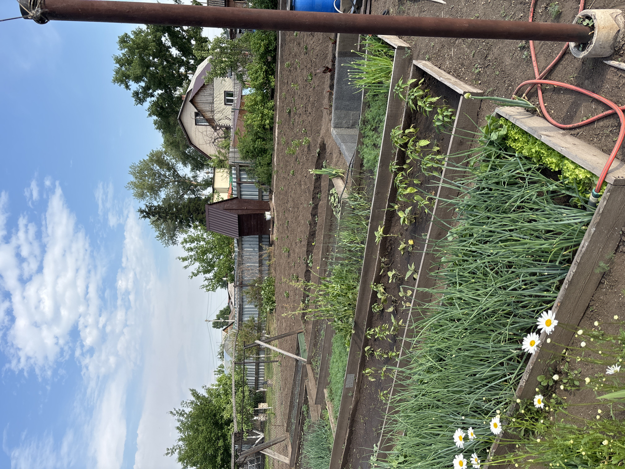 The image depicts a garden plot in Chernogorsk, Russia, on a sunny day with scattered clouds. The garden features several raised beds filled with various crops, including long rows of green onions, lettuce, and young pepper plants. Daisies are blooming in the foreground. In the background, a wooden shed, a fence, trees, and a residential building are visible. A red garden hose is coiled on the ground near a metal pole. The scene is peaceful and suggests agricultural activity.