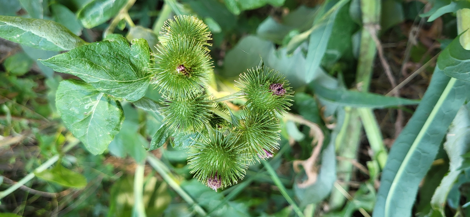 The image shows a close-up of a burdock plant with several green, spiky seed heads. The seed heads are round and covered in stiff, hooked spines, some of which have small purple blossoms at their tips. The plant is surrounded by green leaves and stems, some of which are blurred in the background, indicating a shallow depth of field. The scene appears to be outdoors, likely in a natural or overgrown area. The specific location in Taldykorgan, Kazakhstan, is not determinable from the image alone.