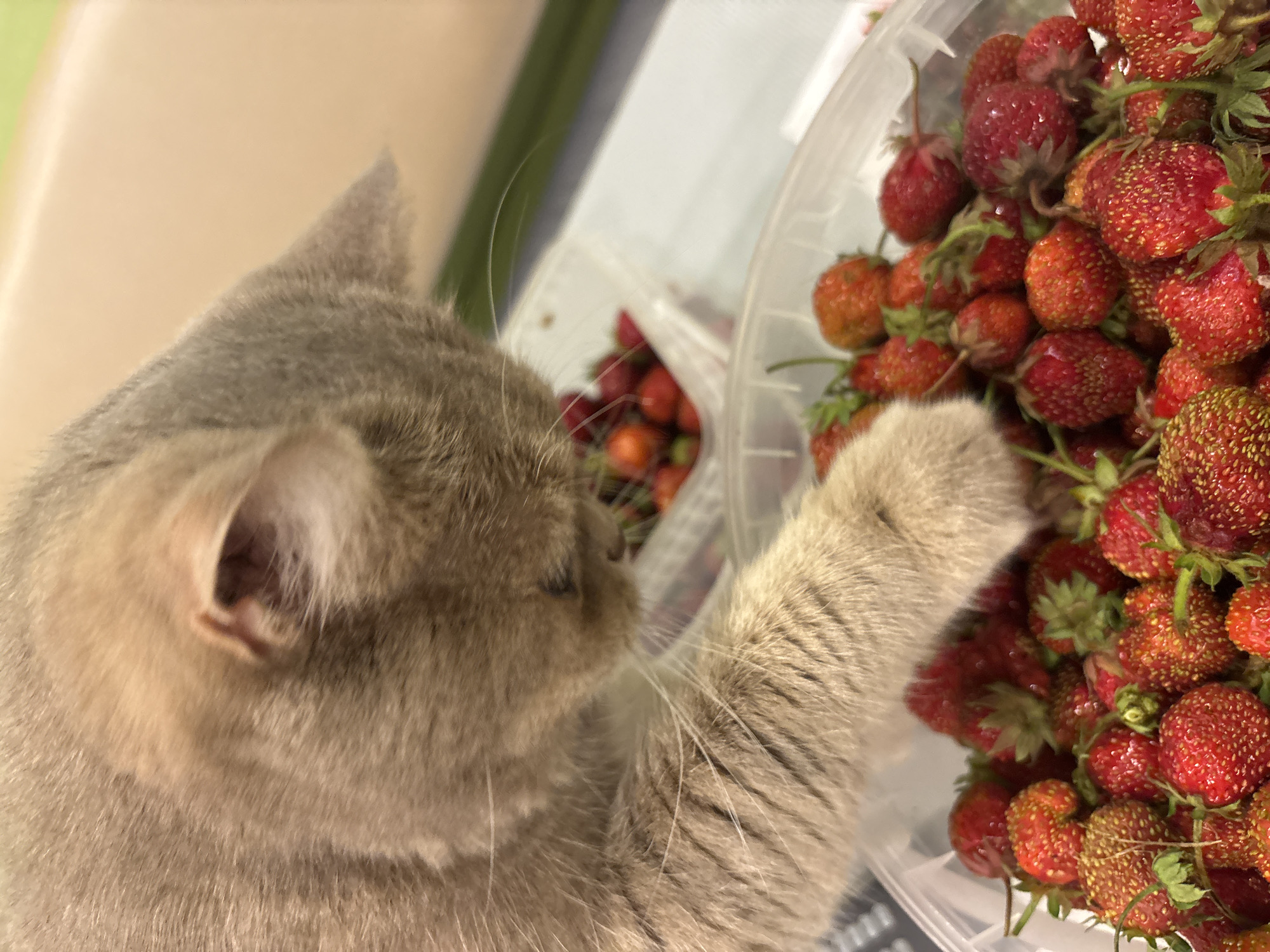This is a close-up, overhead shot of a fluffy, light grey cat's head and paw reaching into a clear plastic container overflowing with fresh, ripe strawberries. The cat is positioned on the left side of the frame, its face obscured as it appears to be sniffing or nudging the strawberries. Its paw, with its soft fur and visible claws, is extended into the container. The strawberries are a vibrant red, some with green stems and leaves still attached, filling the container which is on the right side of the image. The background is softly blurred, with hints of a light-colored surface and a green element, suggesting an indoor setting. The lighting is bright, indicating daytime. The scene conveys a sense of curiosity and perhaps a playful interaction between the cat and the fruit. No visible text is present. The location is Chaikovsky, Russia.