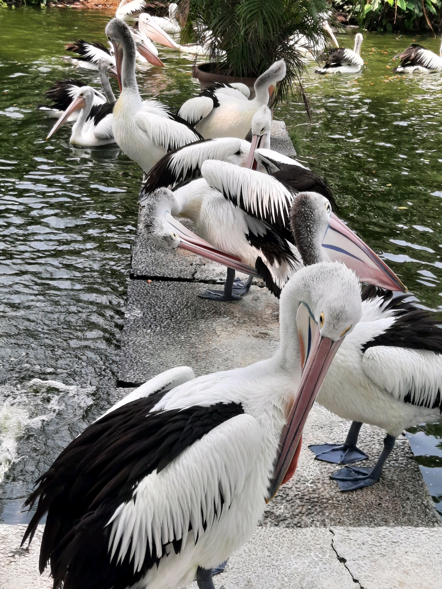 This image depicts a group of Australian pelicans (Pelecanus conspicillatus) gathered by the edge of a body of water, likely within the Ragunan Wildlife Park in South Jakarta, Indonesia. Several pelicans are visible, with the closest one in the foreground exhibiting its distinctive black and white plumage and long, pink beak. Other pelicans are seen in the water, some swimming, while others are perched on a concrete ledge. The environment includes lush green foliage and palm trees in the background, suggesting a tropical or subtropical setting. The water is rippling, indicating some movement or a gentle flow. The pelicans are the primary subjects, showcasing their natural habitat and behavior.