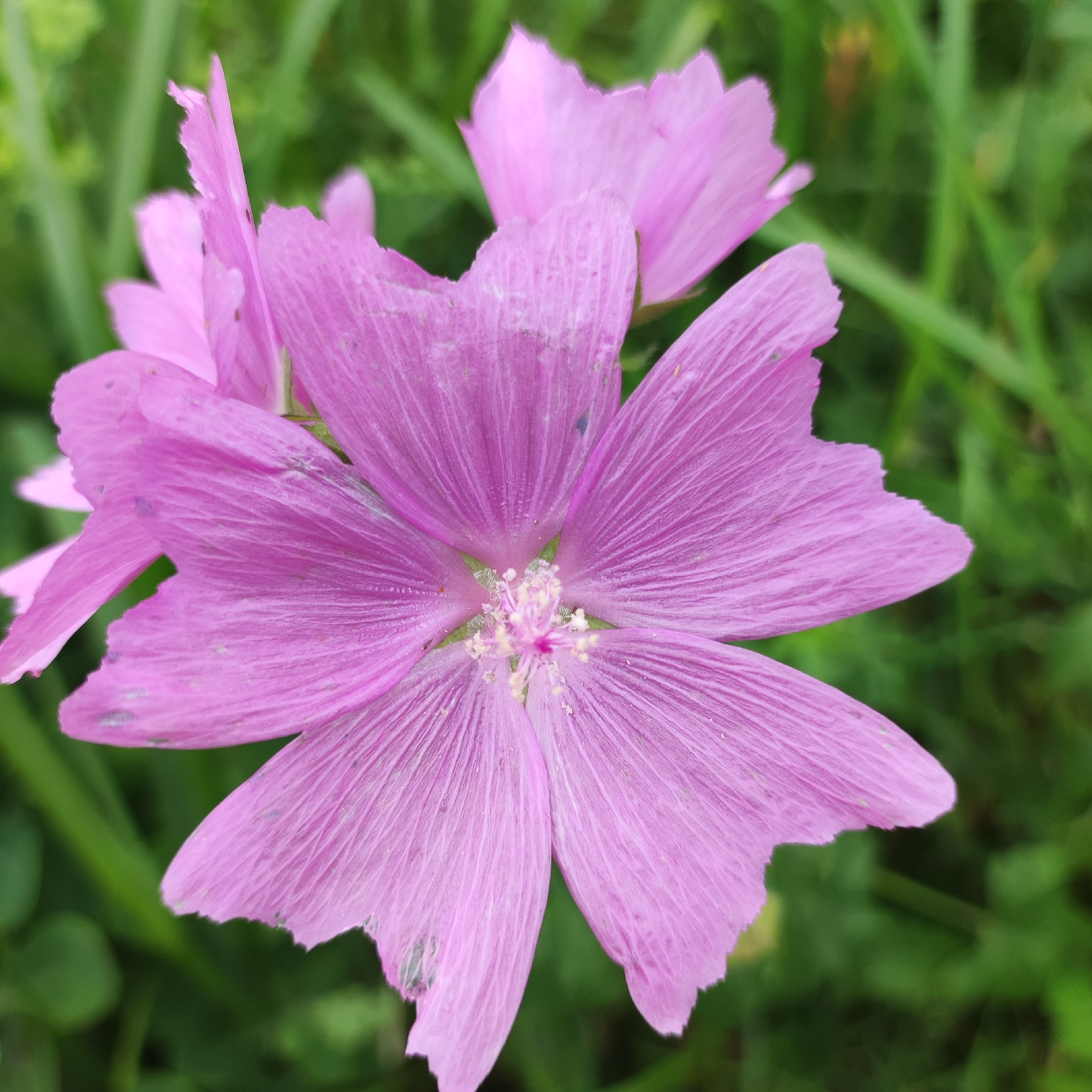 A close-up, eye-level shot captures a vibrant purple mallow flower in bloom. The flower, positioned in the center of the frame, displays delicate, veined petals that are slightly frayed at the edges. Its central stamens are a lighter shade of pink, dusted with pale yellow pollen. The background is a soft blur of green foliage, with hints of other pink blossoms visible further back. The scene appears to be an outdoor setting, likely a garden or natural area, possibly within the city of Navoloki, Russia, given the context.