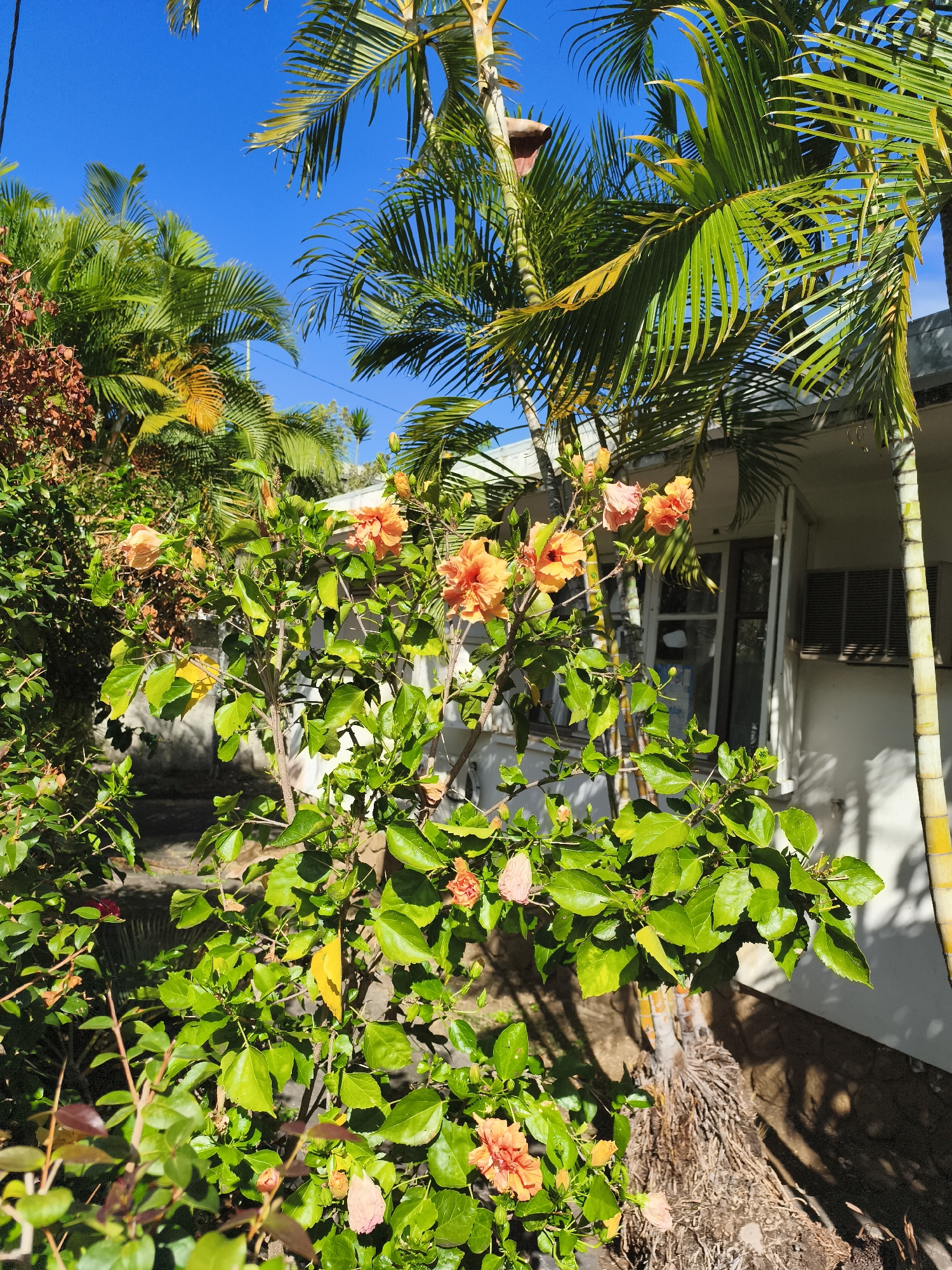 The image depicts a vibrant hibiscus bush with bright orange and pink flowers in full bloom, set against a backdrop of lush green foliage and tall palm trees. The scene appears to be an outdoor garden or yard, possibly adjacent to a residential building with white walls and a window. The sky is a clear, bright blue. The presence of palm trees and the quality of light suggest a tropical or subtropical climate. There is no indication of the image being taken in Saint-Denis, France, as the environment is inconsistent with the typical climate and vegetation of that region. The image focuses on the natural elements, with no people or specific actions visible.