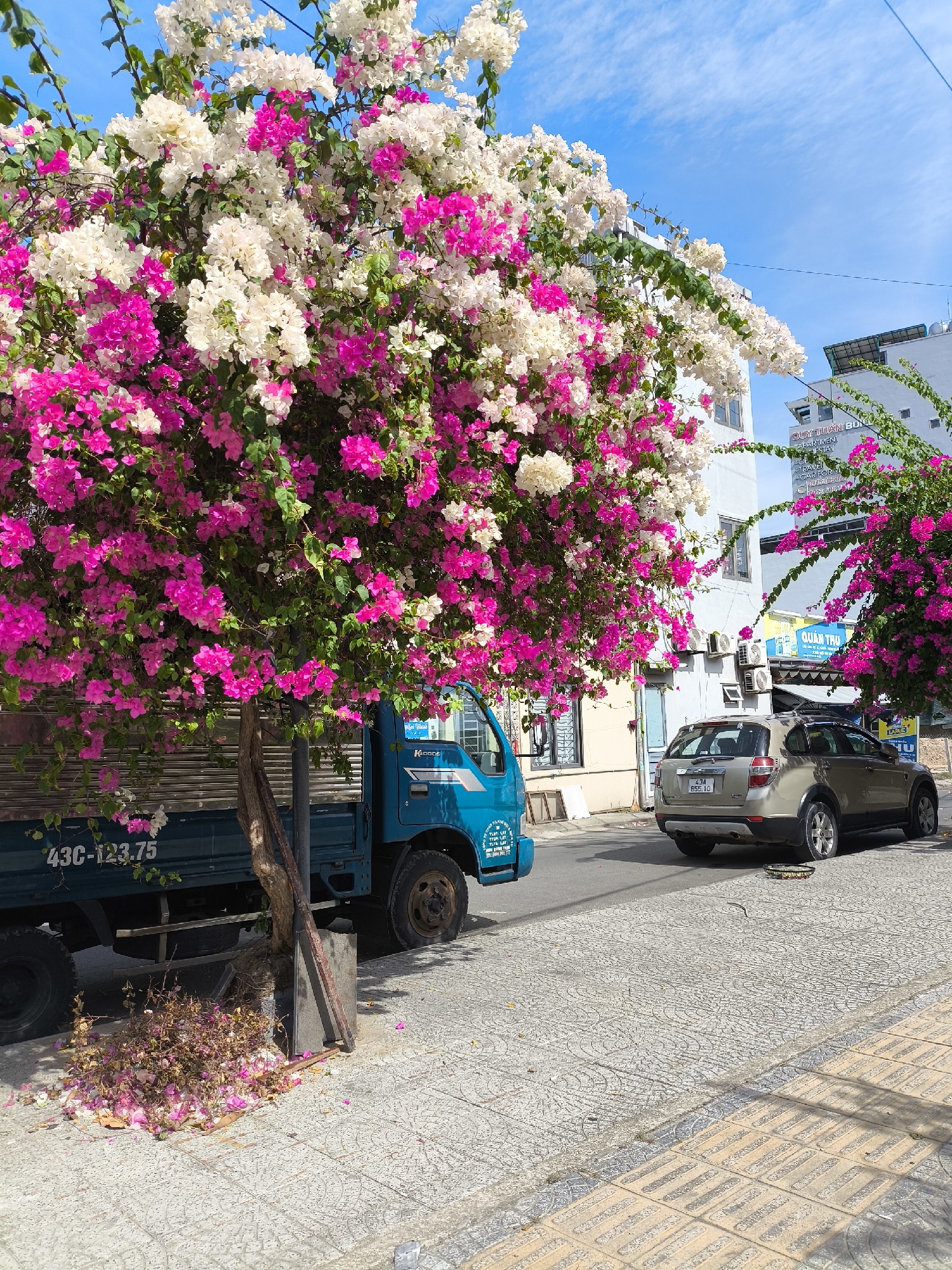 The image depicts a street scene in Da Nang, Vietnam, with a focus on flowering trees and vehicles. In the foreground, a blue truck is parked along the sidewalk, partially obscured by a large bougainvillea tree adorned with vibrant pink and white flowers. The tree trunk appears to be supported by a metal stake and a planter. Beneath the tree, a pile of fallen pink and white bougainvillea flowers and leaves has accumulated on the grey, patterned sidewalk.
To the right of the truck, a beige SUV is parked on the asphalt road. In the background, buildings with multiple stories are visible, some with air conditioning units attached to their facades. One building has signage that includes text in Vietnamese, such as "DUY TUAN BOUTIQUE APARTMENT" and "QUAN THU". The sky is blue with scattered white clouds. The overall impression is a sunny day in an urban environment enlivened by the abundant flowering trees.