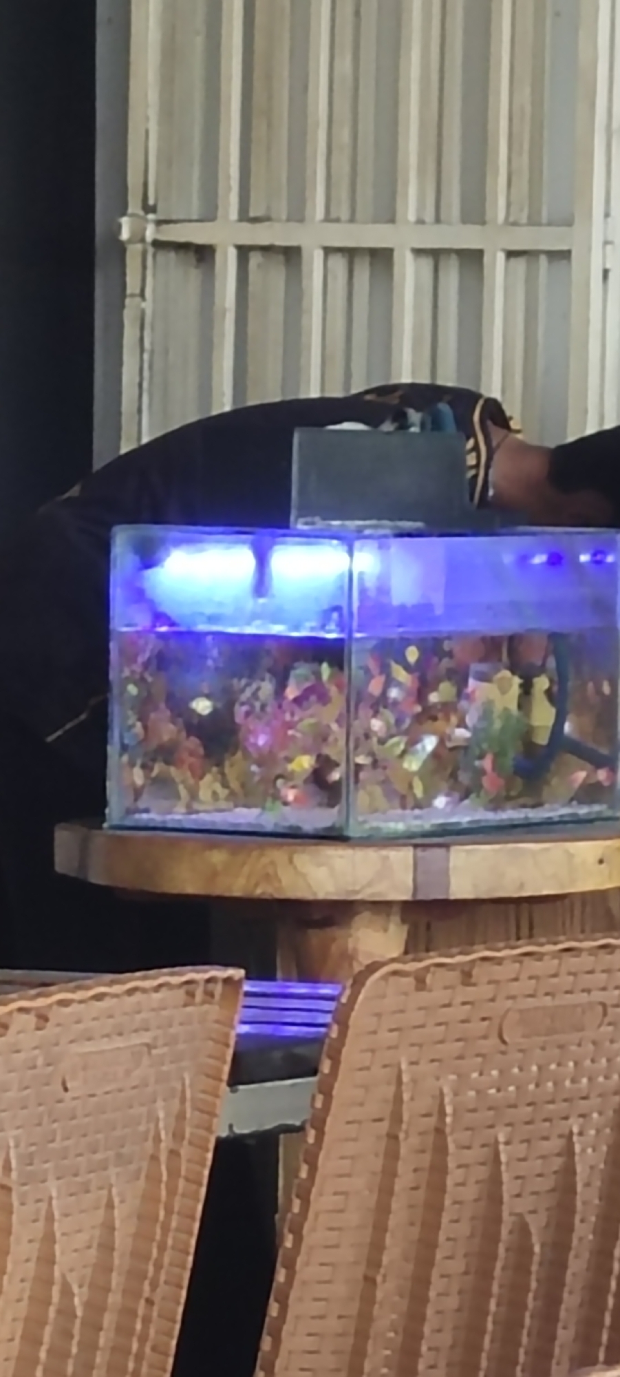 In Lhokseumawe, Indonesia, an individual wearing a dark shirt with a patterned collar is lying down, with their head resting on a dark rectangular object placed on top of a dual-compartment aquarium. The aquarium is illuminated by blue LED lights and contains colorful decorative elements and small fish. The aquarium sits on a round wooden table, which is positioned in front of a light-colored, corrugated metal wall. In the foreground, the backs of two woven chairs are visible.