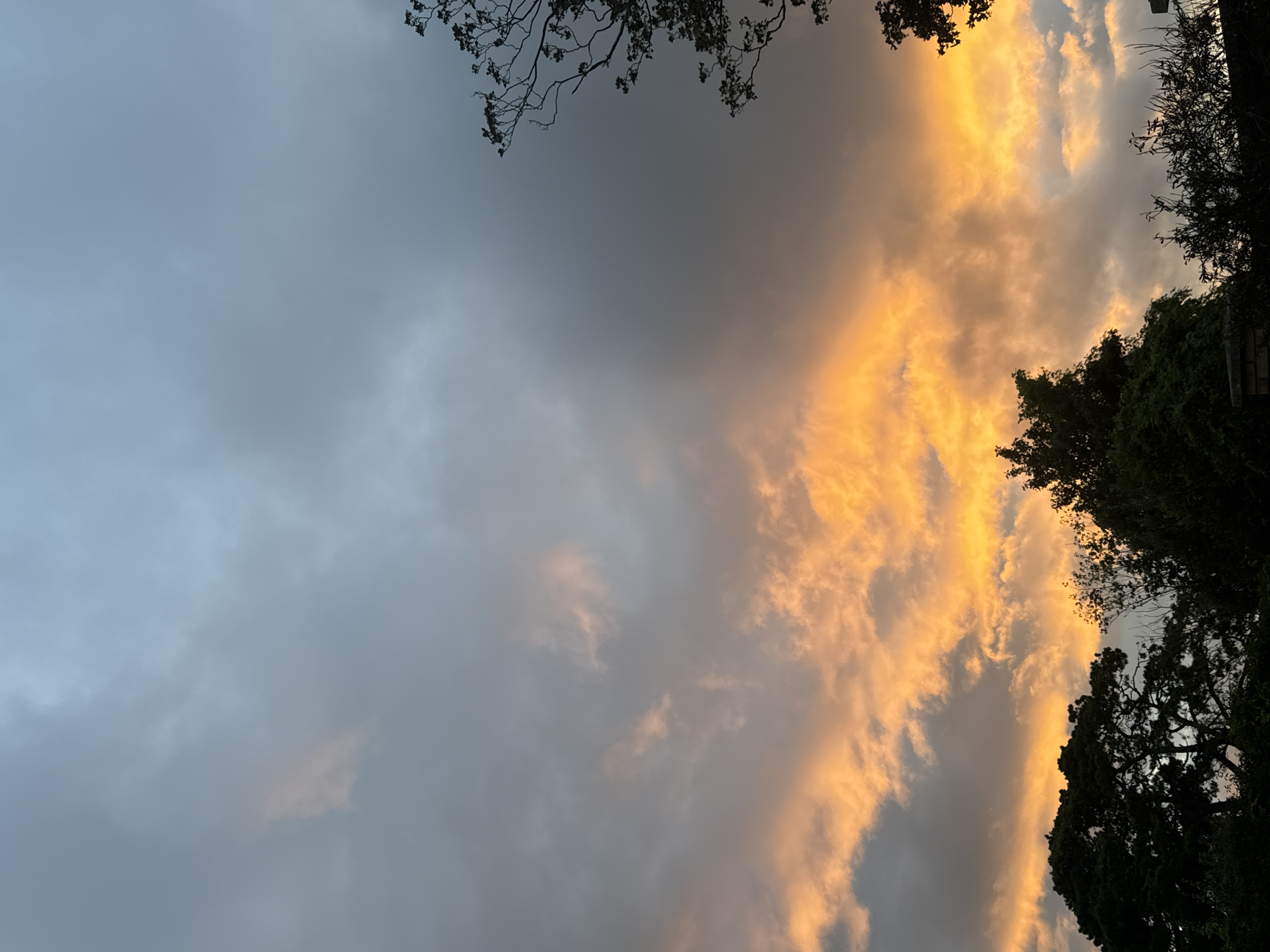 The image depicts a dramatic sunset over the city of Waterford, Ireland. The sky is a canvas of color, with dark grey clouds interspersed with vibrant streaks of orange and yellow, indicative of the sun's rays piercing through the atmospheric haze. In the foreground, silhouetted against the illuminated sky, are the dark forms of trees and foliage. The branches of a larger tree are visible on the right side of the frame, reaching upwards. On the left and bottom of the image, the dense canopies of trees are prominent, with hints of brickwork suggesting structures beneath. The overall impression is one of a natural spectacle unfolding within an urban or suburban setting.