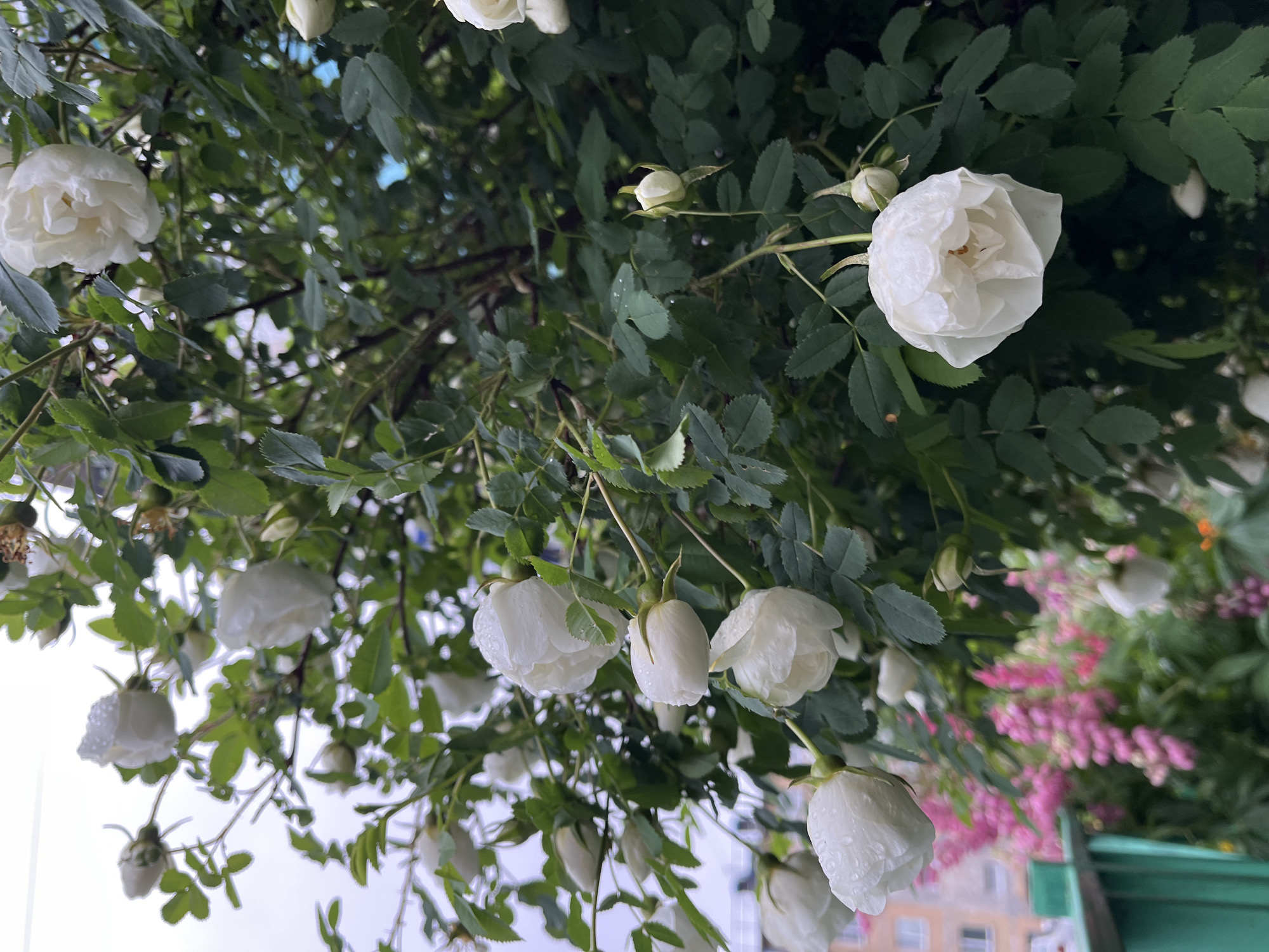 This image depicts a close-up view of a flowering bush with numerous white roses, some in full bloom and others as buds. The roses are wet, suggesting recent rain or dew, with visible water droplets on the petals. The bush has dark green leaves and thorny stems. In the background, out of focus, are pink flowers, a green fence, and a multi-story building, indicating an urban or suburban setting. The overall scene is one of natural beauty within a developed area. Based on the visual cues and the location provided, the image likely shows a garden or public space in Petropavlovsk-Kamchatsky, Russia. There are no people or animals present in the image.