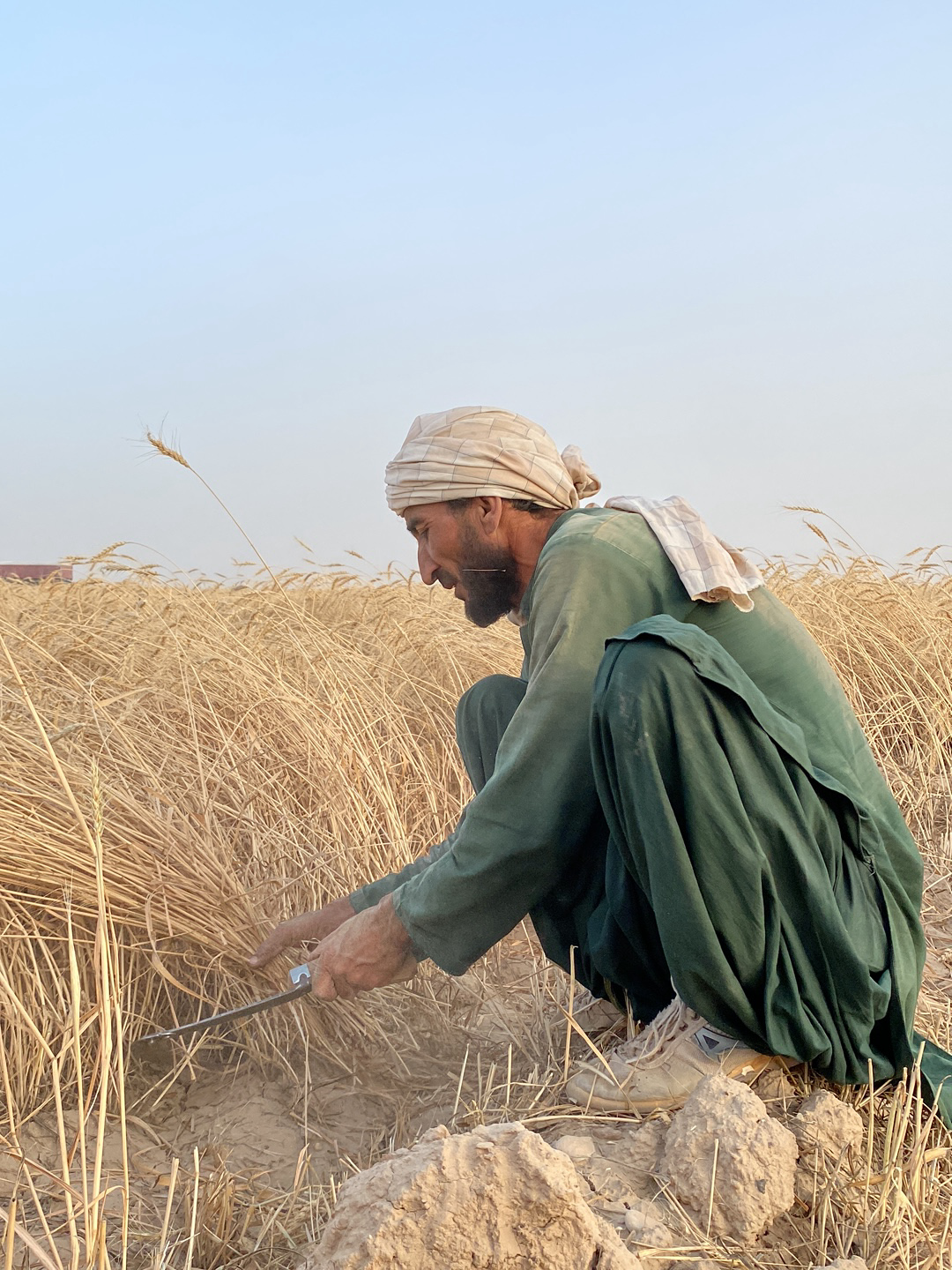 A man is crouching in a field of wheat in Alaqadari Daman, Afghanistan. He is wearing a light-colored head wrap and a green tunic with matching pants. He has on light-colored boots. He is holding a sickle and cutting the wheat. The sky is pale blue.