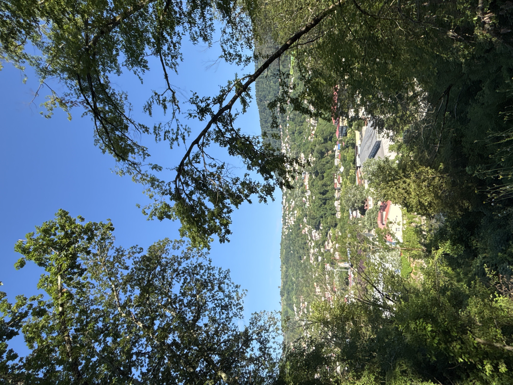 A landscape view overlooking a densely populated hillside town nestled among green trees, with a clear blue sky above. The foreground is dominated by the branches and leaves of large trees, framing the scene and obscuring parts of the view. In the midground and background, a multitude of buildings with red and white roofs are scattered across the undulating terrain. Some taller structures, possibly commercial buildings, are visible, including one with a large, gray, flat roof. The hillside itself is covered in lush green vegetation, indicating a temperate or subtropical climate. The overall impression is one of a town integrated into a natural, hilly environment. This scene is characteristic of the residential areas in Sochi, Russia, particularly those on the slopes overlooking the Black Sea, where the combination of mountains, dense greenery, and dispersed urban development is common.