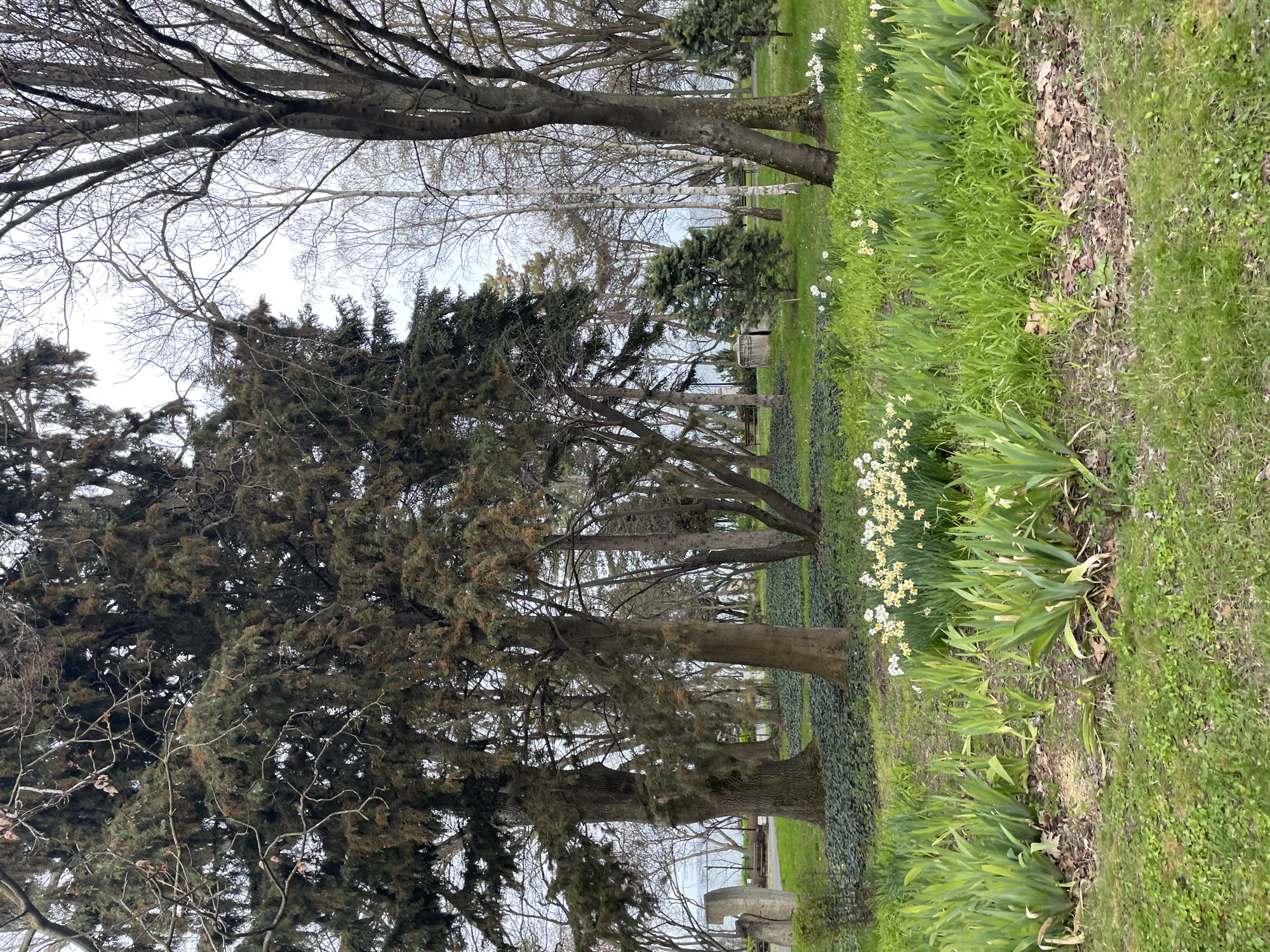 The image depicts a park landscape, possibly a cemetery, in Burgas, Bulgaria. Trees of varying species and sizes dominate the scene, with some exhibiting bare branches typical of early spring. Patches of green grass interspersed with emerging spring flowers, including daffodils, create a natural, tranquil environment. In the background, glimpses of headstones suggest the presence of a burial ground. There is no indication of people, actions, or interactions within the frame. The overall atmosphere suggests a peaceful and contemplative setting.
