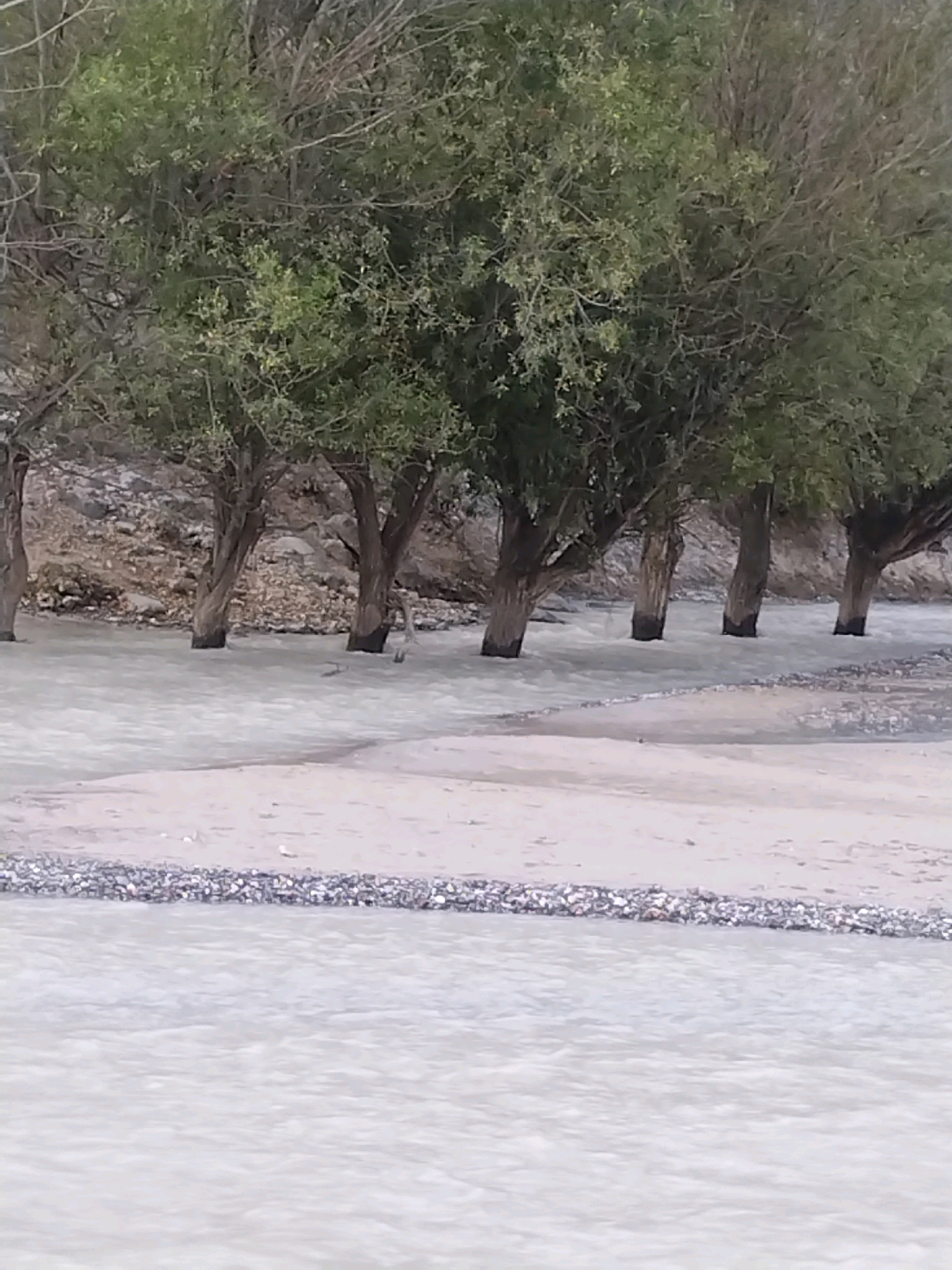 The image shows a line of trees with green foliage on their upper branches and bare lower trunks. The trees are situated along the bank of a wide, shallow body of water that appears to be a river or stream. The water has a light, sandy color, and ripples are visible on its surface. The ground behind the trees is rocky and appears to be a hillside. A narrow band of small, dark pebbles separates the water from a sandy bank in the foreground. A small, light-colored object, possibly a bird or a small animal, is visible in the water between two of the trees. The scene suggests a natural landscape, possibly a riverbank or a lakeside, with a focus on the trees and the water. The image is a photograph taken outdoors, under natural lighting conditions.