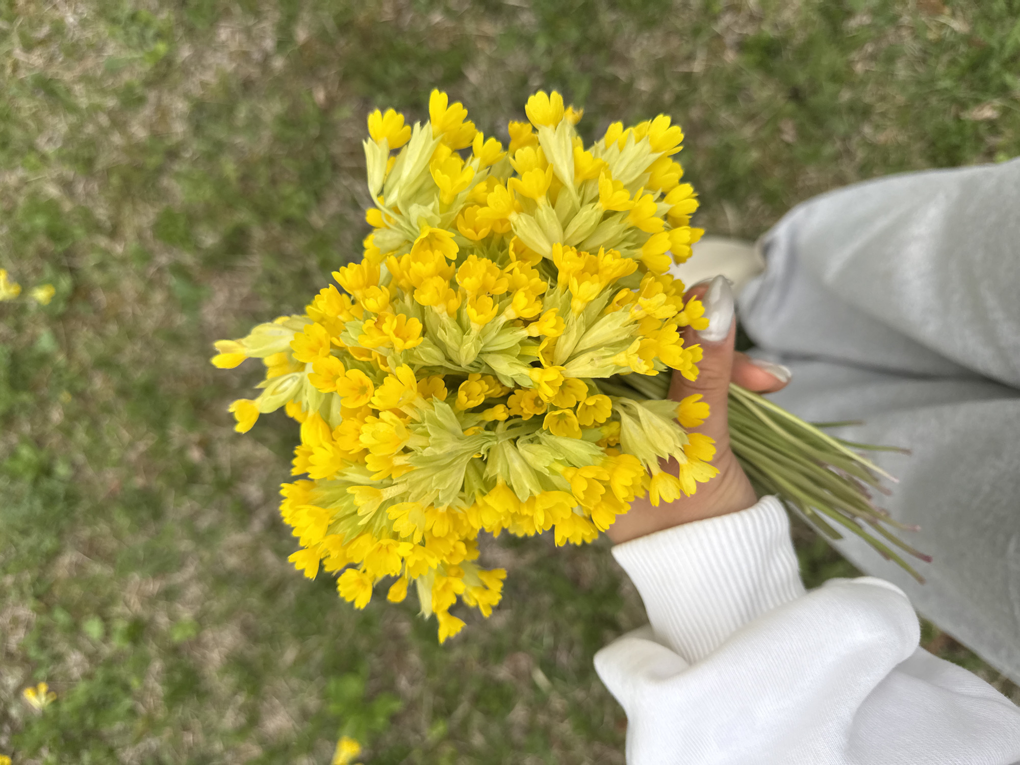 A hand holds a bouquet of yellow flowers with green stems. The hand is fair-skinned with long nails. The person is wearing a white long-sleeved shirt. The background is blurred and shows green grass with brown patches. The image was taken in Karaberd, Armenia.