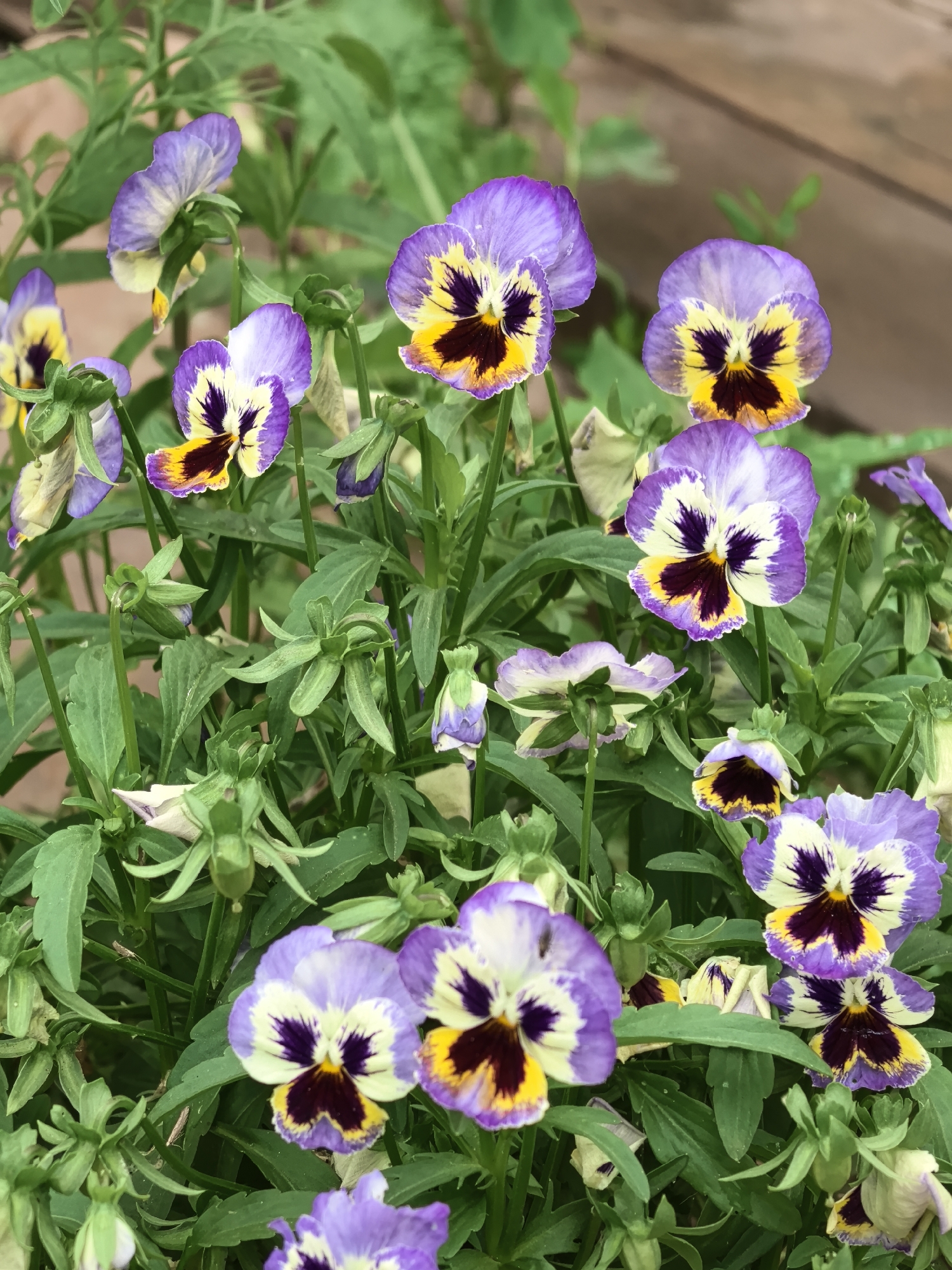 The image shows a close-up, outdoor, eye-level view of a cluster of blooming pansies. The flowers are predominantly purple, yellow, and white, with dark purple centers. The petals are delicate and layered, and some of the flowers are tilted, showing their undersides. The pansies are surrounded by lush green foliage and stems. In the background, a wooden surface, possibly a deck or fence, is visible, with some blurred green leaves in the upper left corner. The lighting suggests it is daytime, with soft, natural light illuminating the flowers. There is no indication of any specific location within Garevaya, Russia, or any people present.
