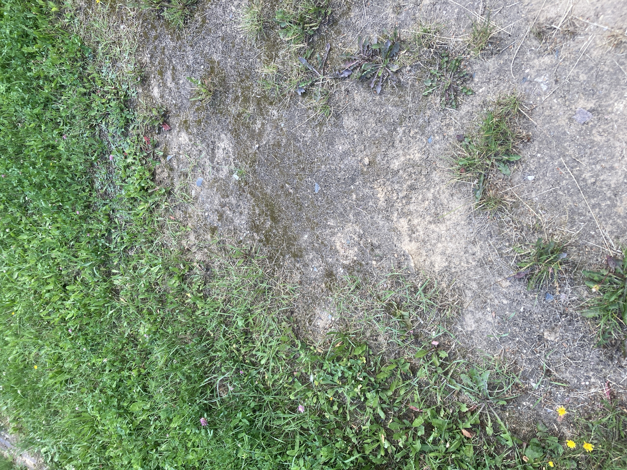 The image shows a close-up, overhead view of a patch of ground in Zhodzina, Belarus. The ground is divided into two distinct areas: lush green grass on the left and a lighter, sandy or gravelly area on the right. The grass is a mix of various types, with some clover and small yellow and pink wildflowers visible. The sandy area appears to be a path or worn-down patch of ground, with scattered dry grass and a few small pebbles. The overall impression is of an outdoor, natural setting, possibly a park or a residential yard. There are no people or animals visible in the image.