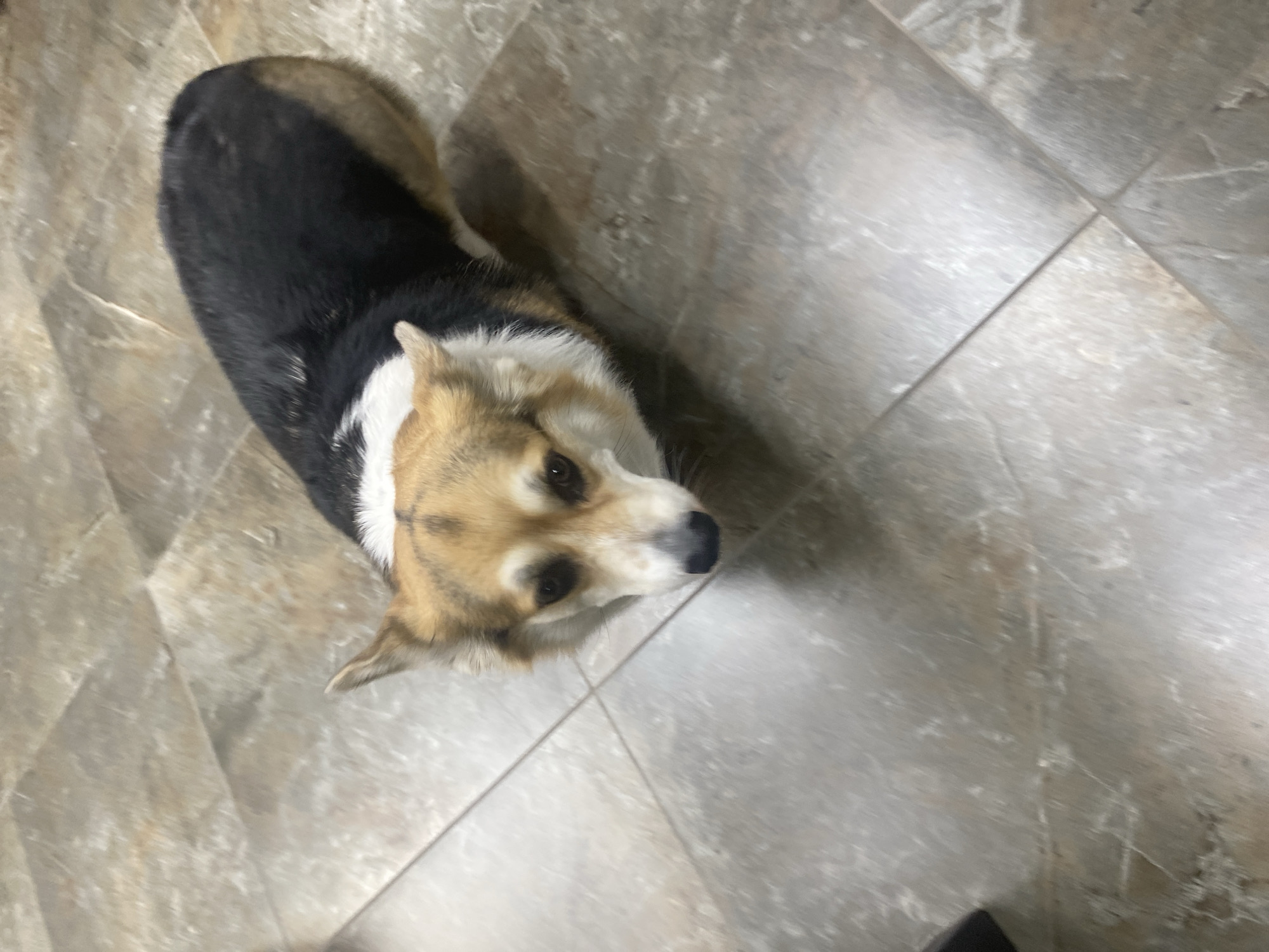 A corgi dog is standing on a tile floor. The dog is facing upwards towards the camera. The floor is made of grey tiles. The dog is black and brown in color, with white markings around its neck. The location is not discernible as being in Yekaterinburg, Russia.